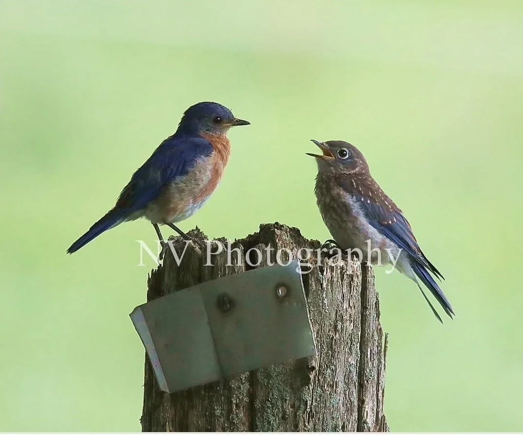 NV Photography - 