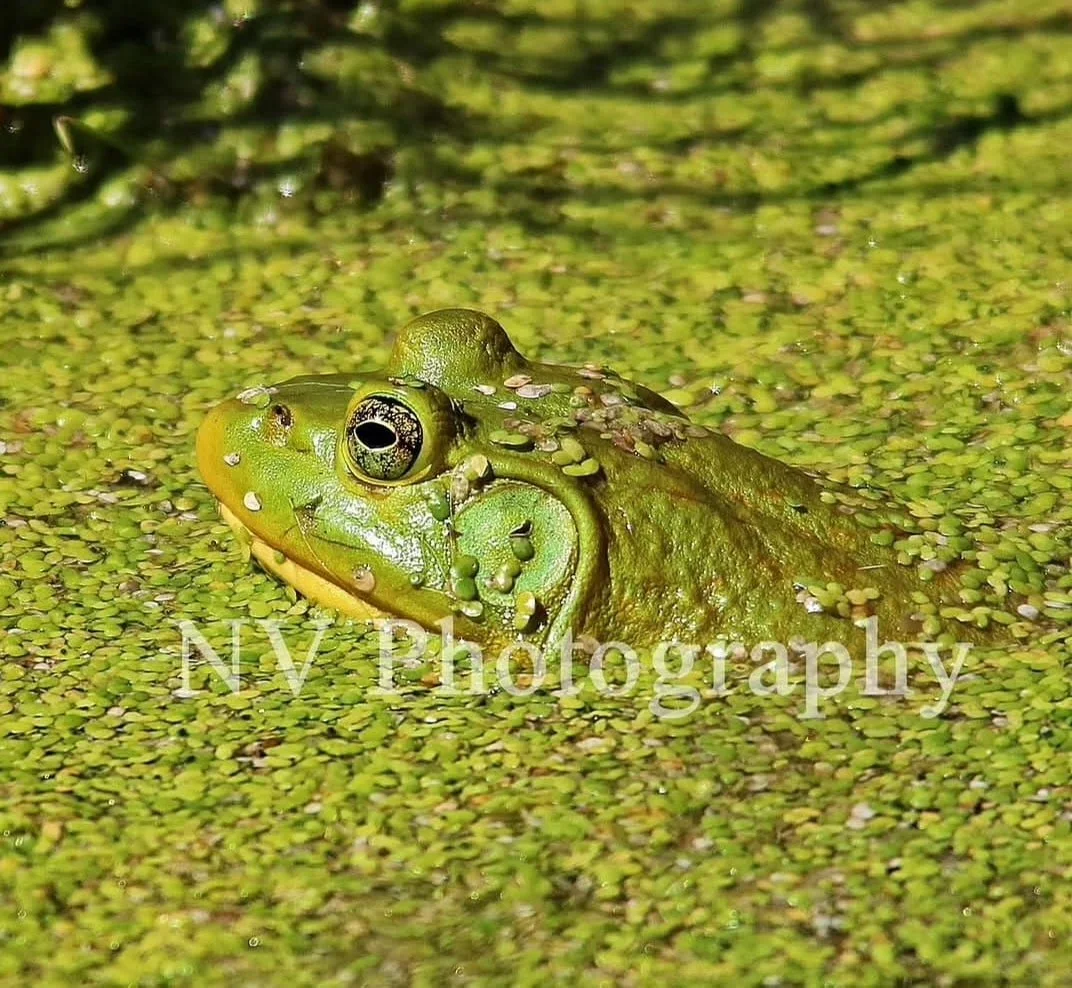 NV Photography - 