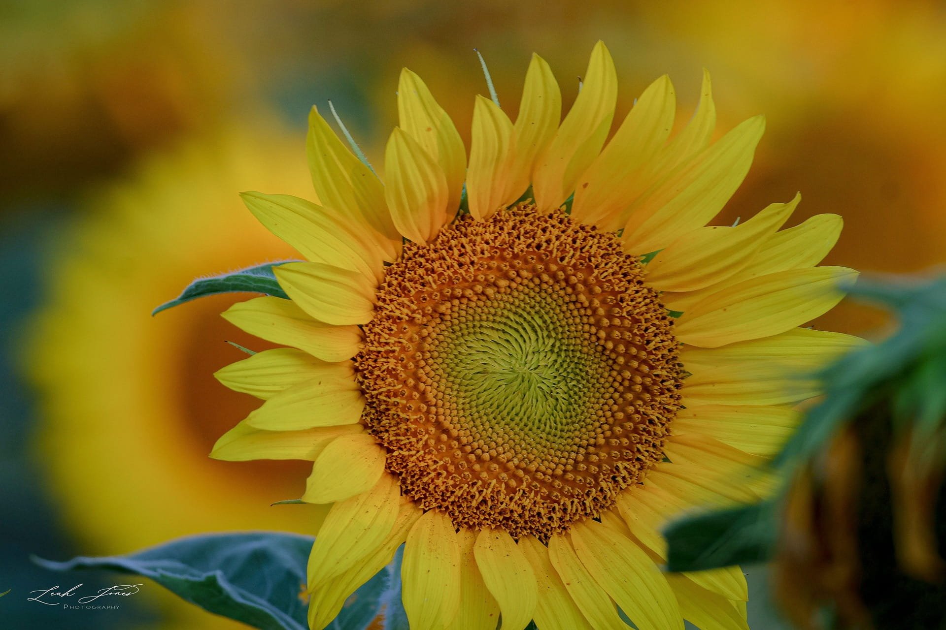 Leah Jones - "Sunflower Smile" - Bowmanville, Ontario