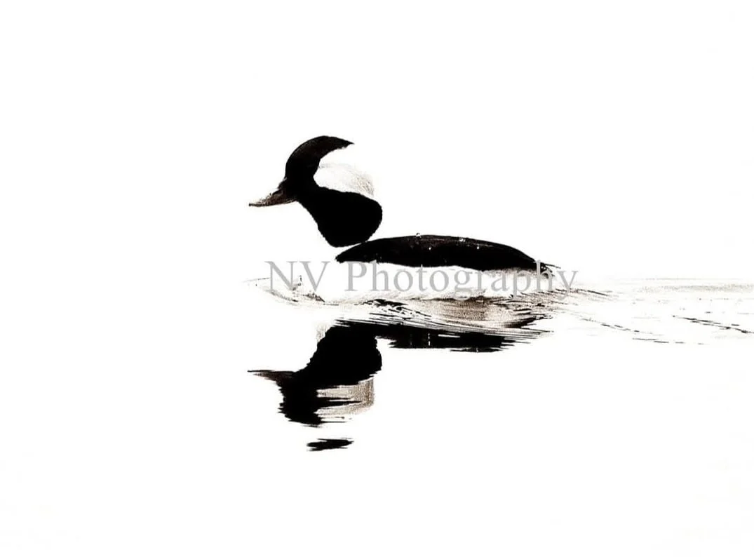 NV Photography - 