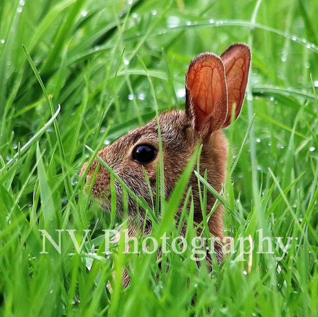 NV Photography - 