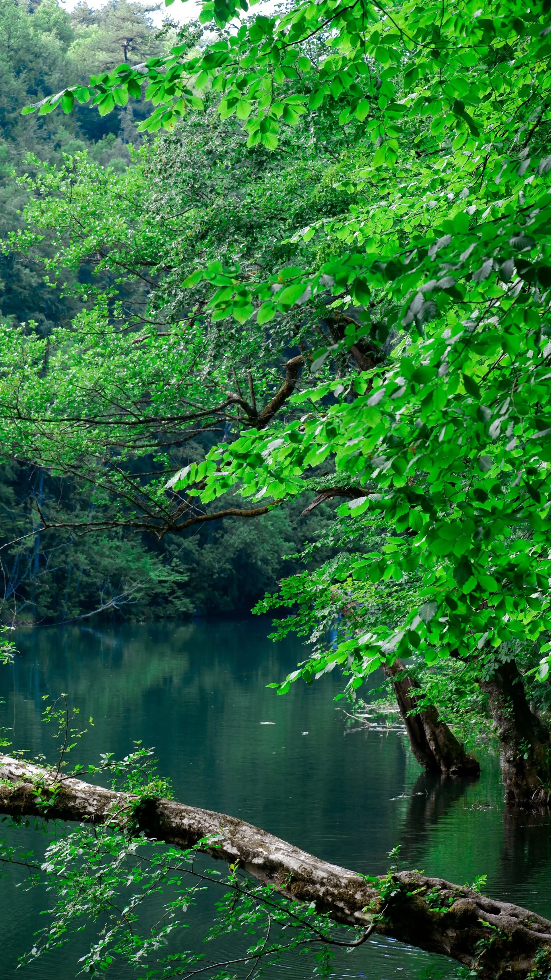 Environment