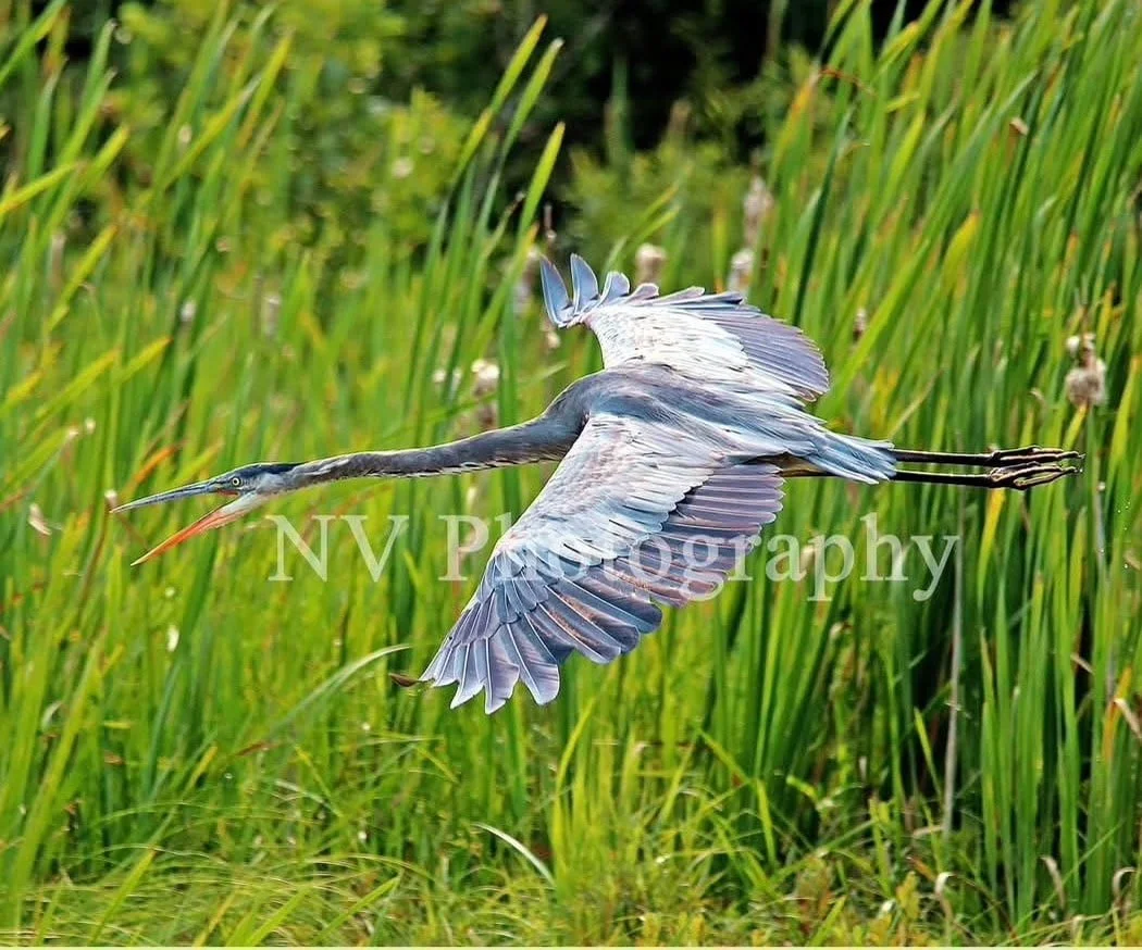 NV Photography - 