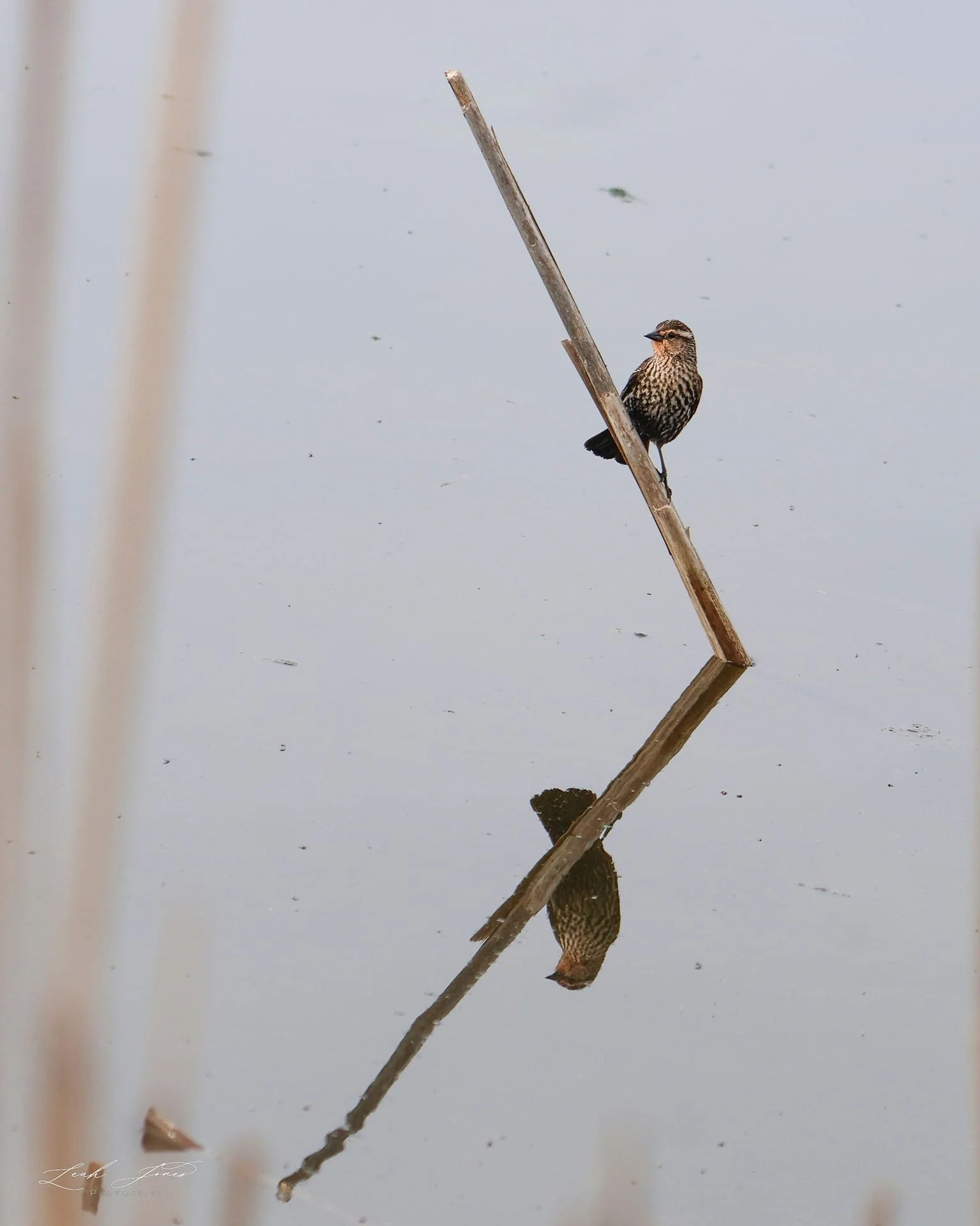 Leah Jones - "Female Red-Winged ~ Reflections" - Oshawa, Ontario