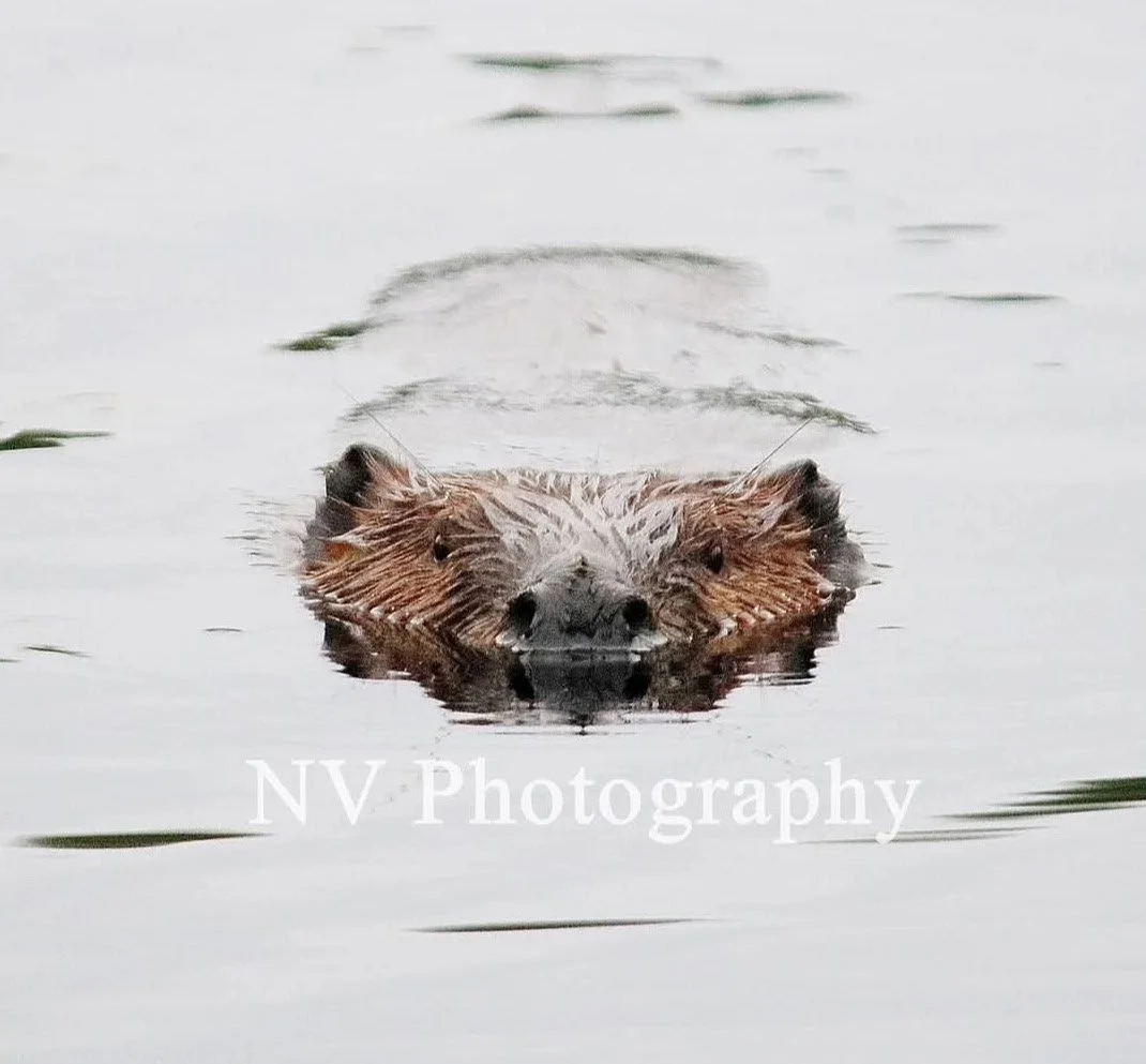 NV Photography - 