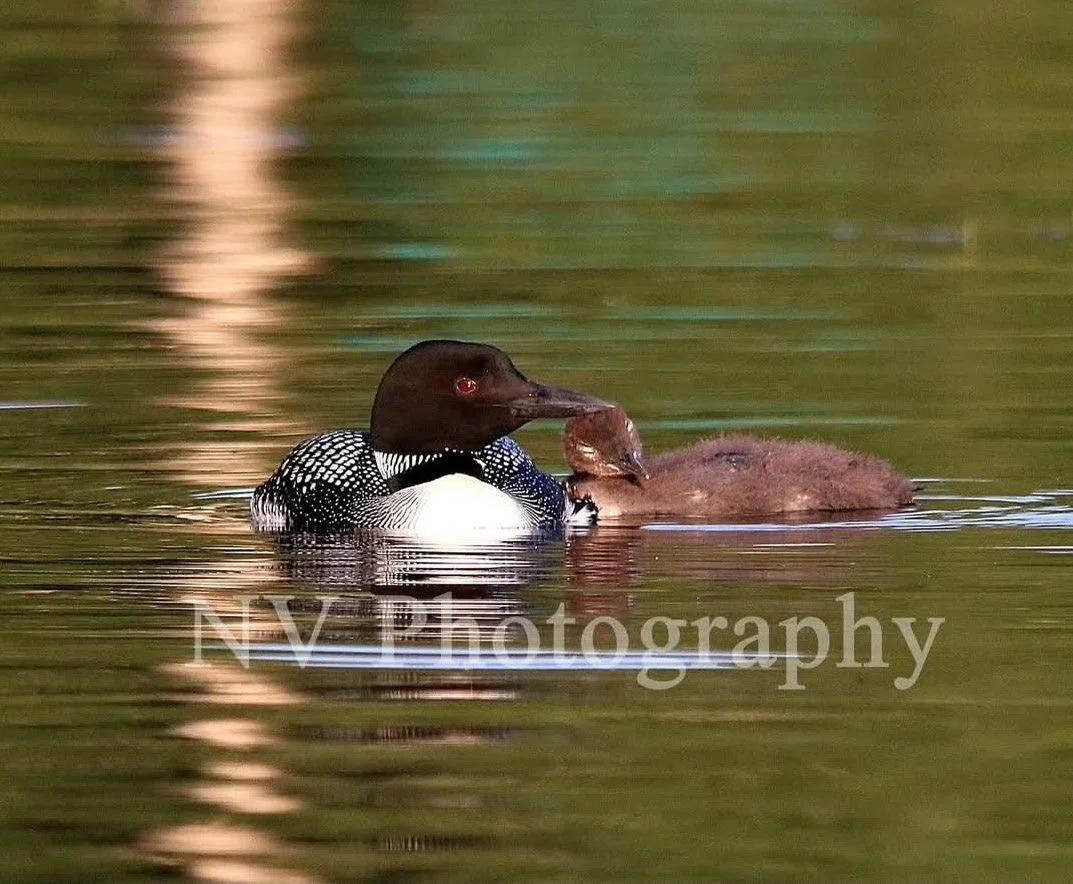 NV Photography - 