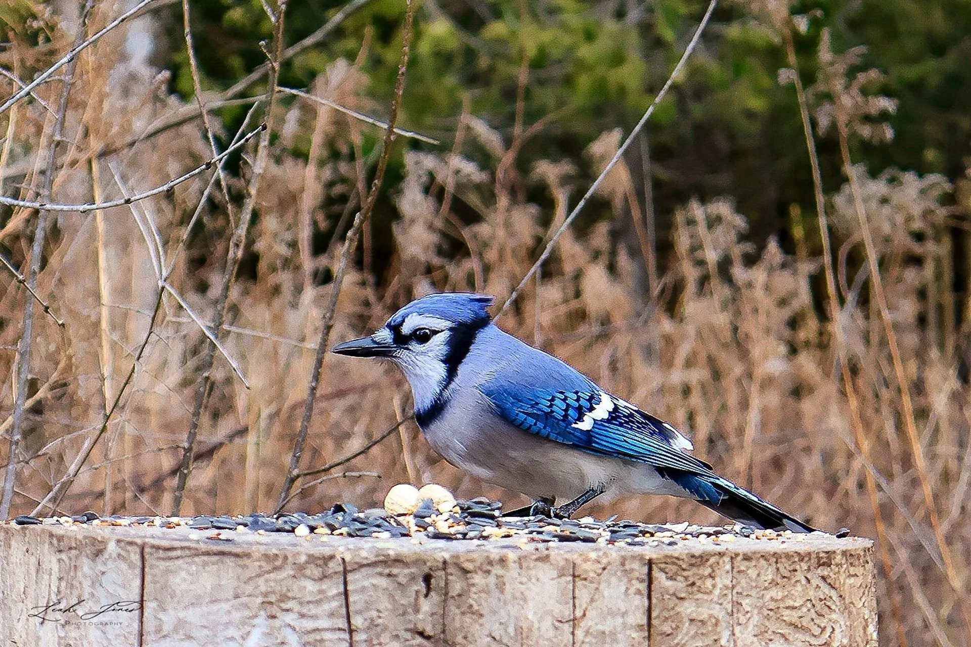 Leah Jones Photography - "Blue Jay" - Whitby, Ontario