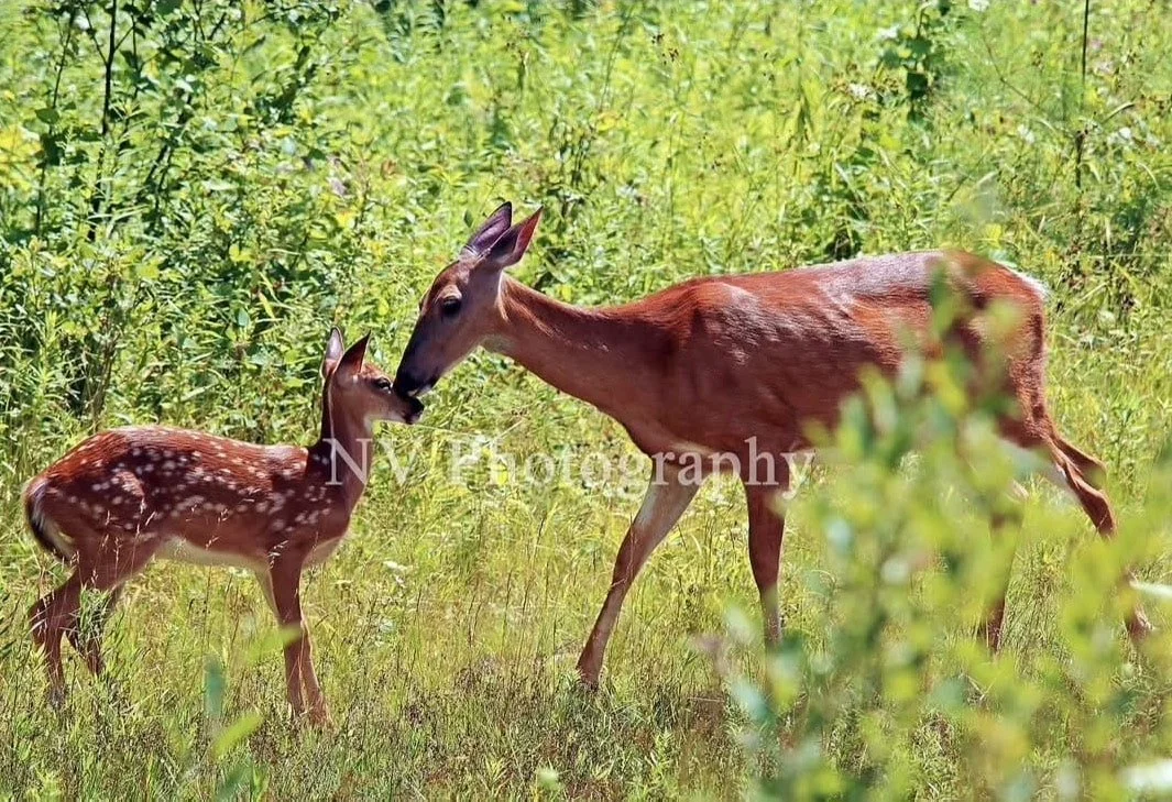 NV Photography - 
