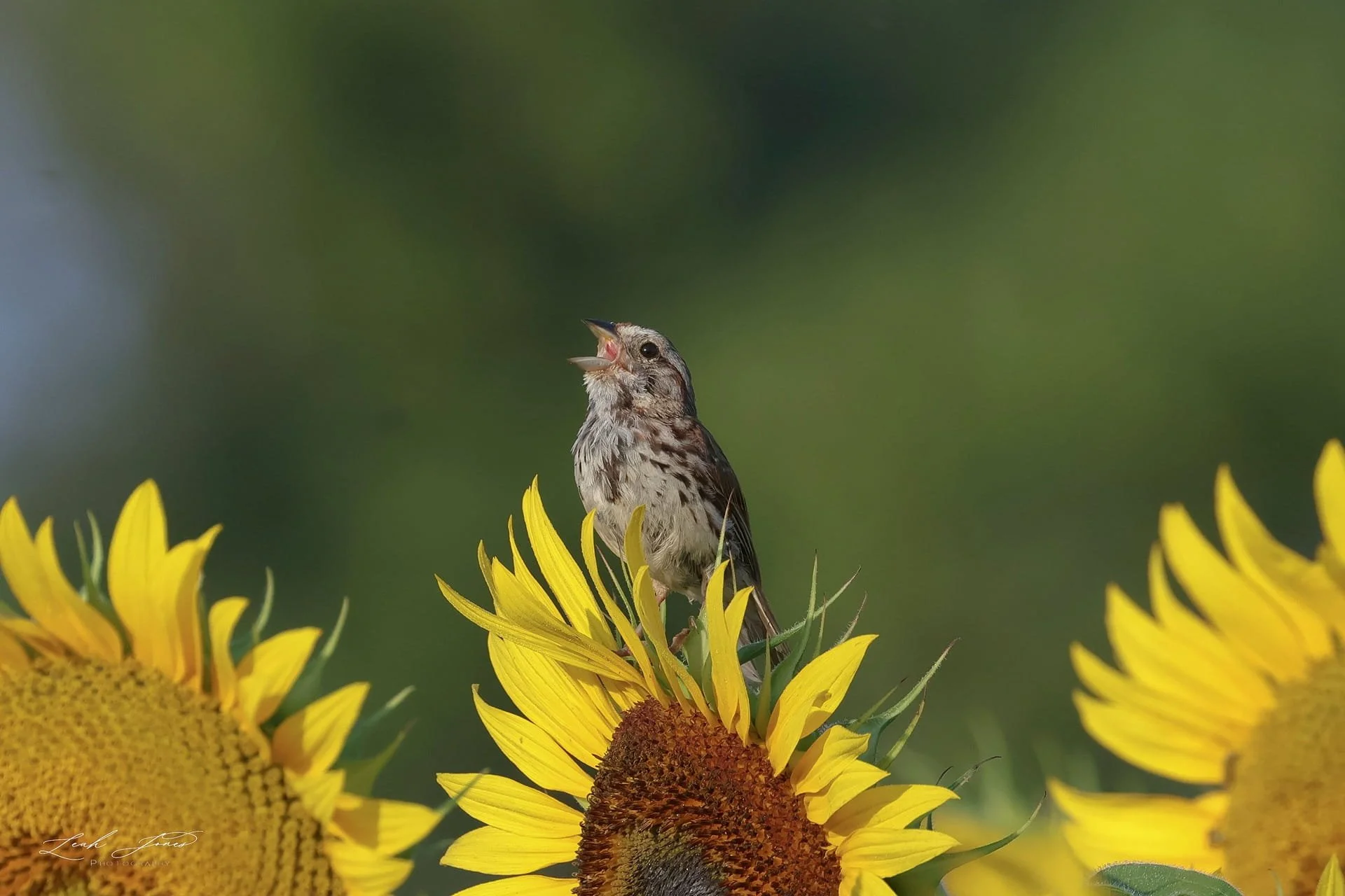 Leah Jones - "Singing Song Sparrow (P)" - Bowmanville, Ontario