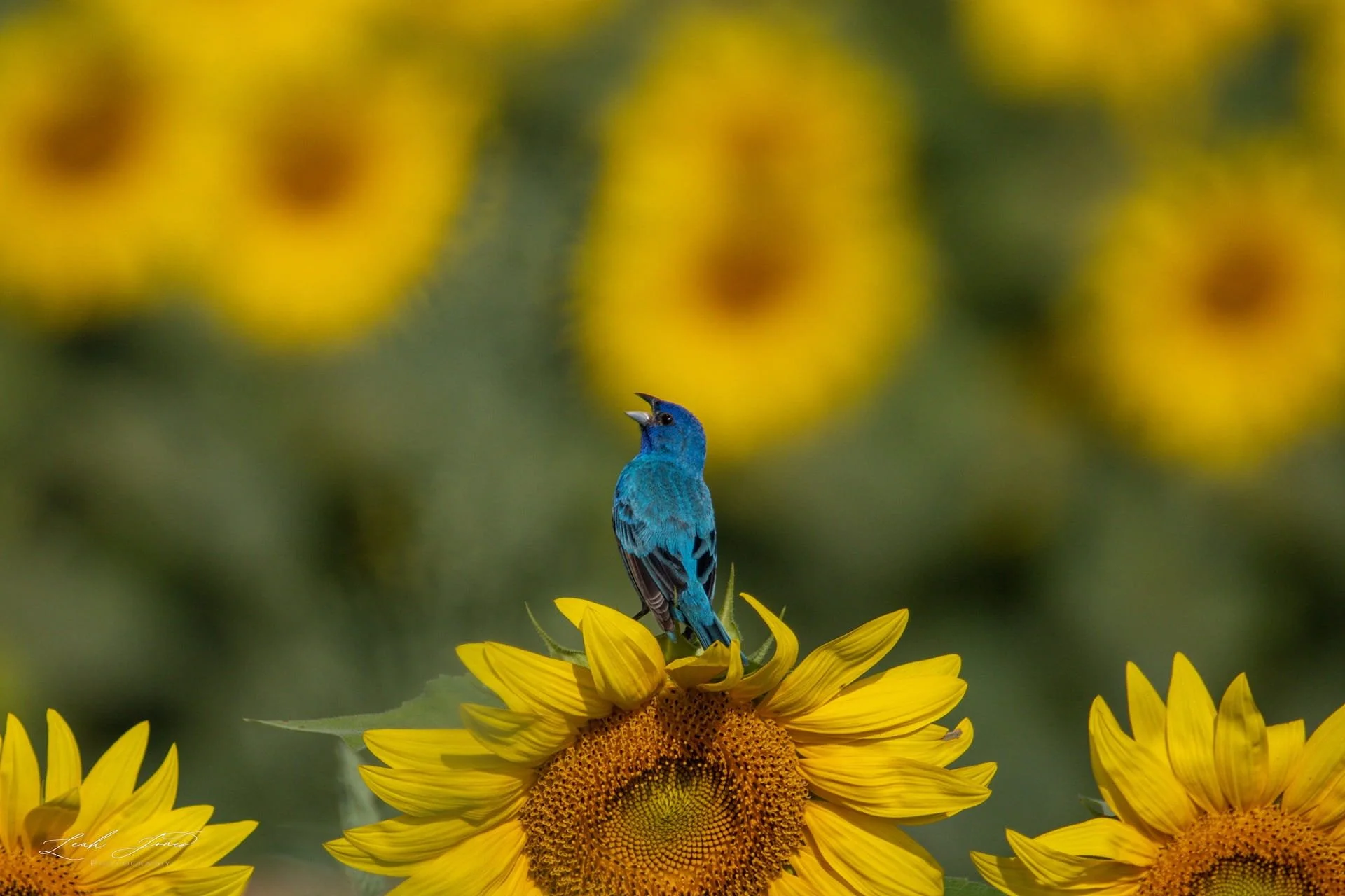 Leah Jones - "Singing Indigo Bunting" - Brooklin, Ontario