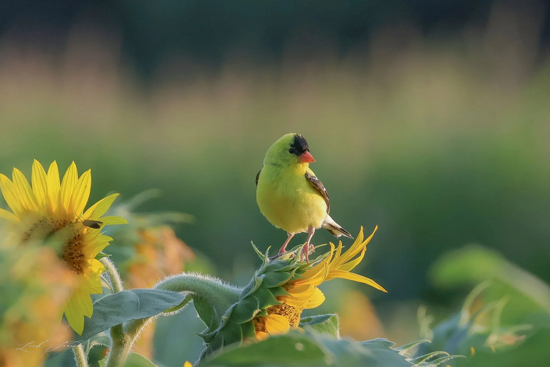 Leah Jones - "Goldfinch in the Sunflowers" - Bowmanville, Ontario