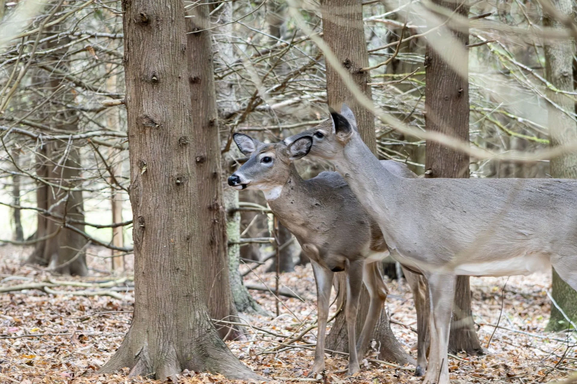 Leah Jones - "Oh Deer" - Durham Region, Ontario