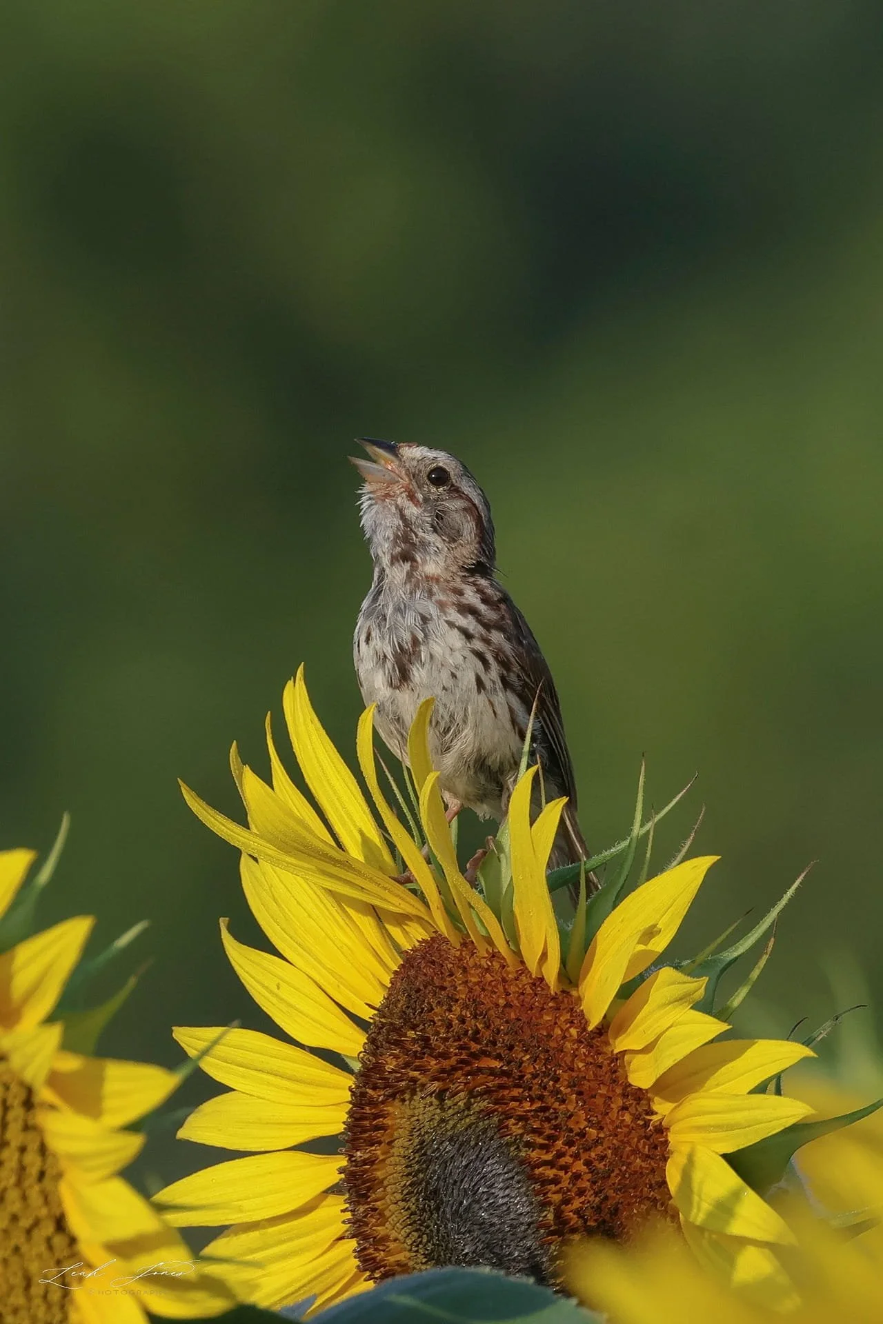 Leah Jones - "Singing Song Sparrow (L)" - Bowmanville, Ontario