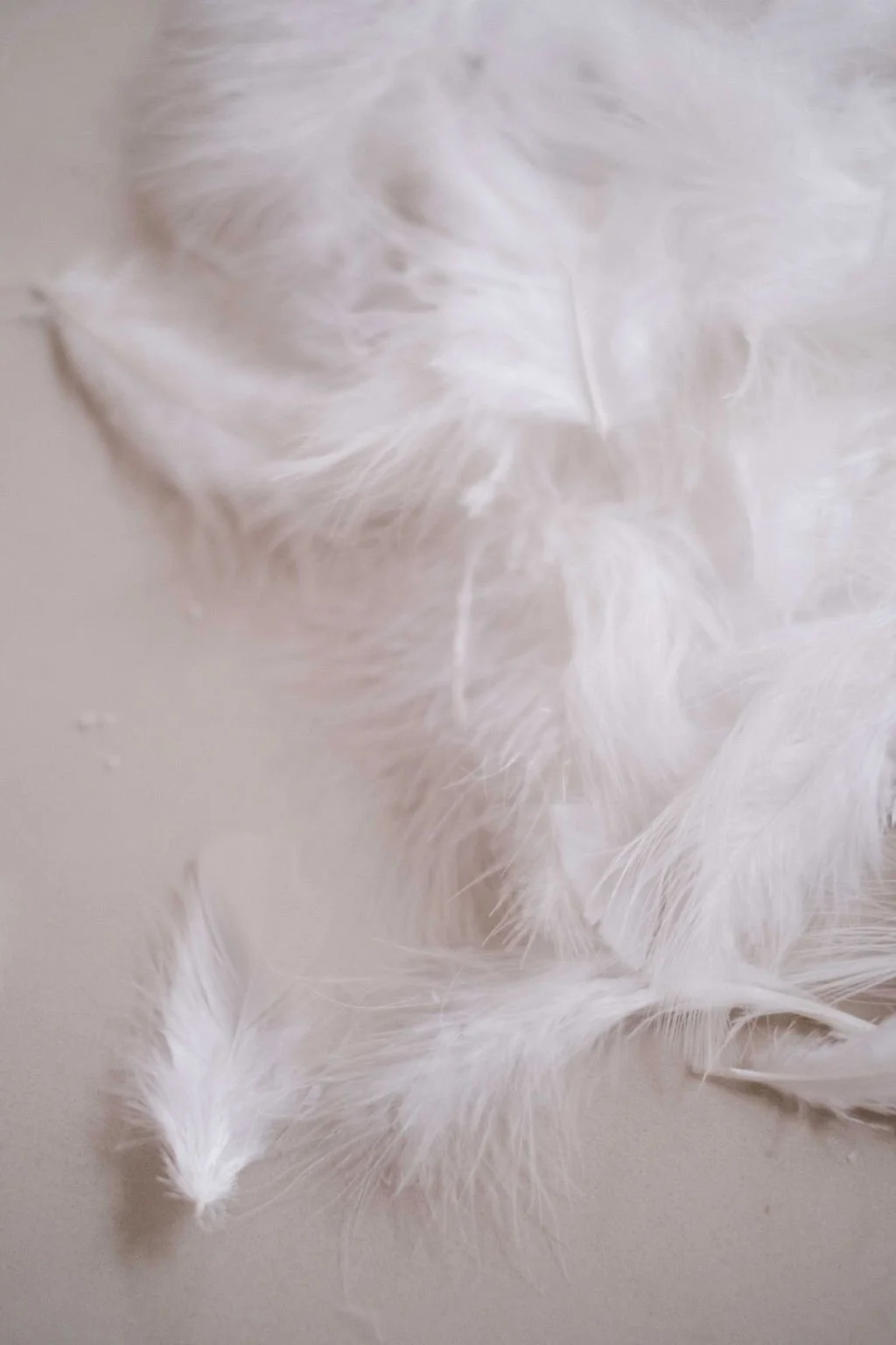 Close-up of white feathers scattered on a light surface.