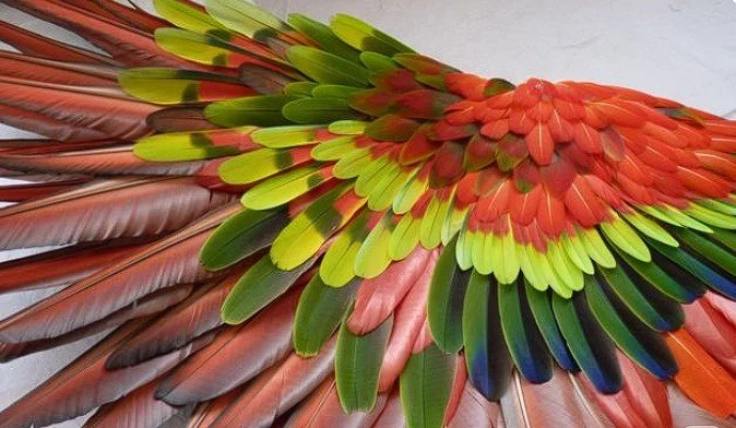 A colorful display of bird feathers arranged in a pattern, featuring shades of red, green, blue, and brown.