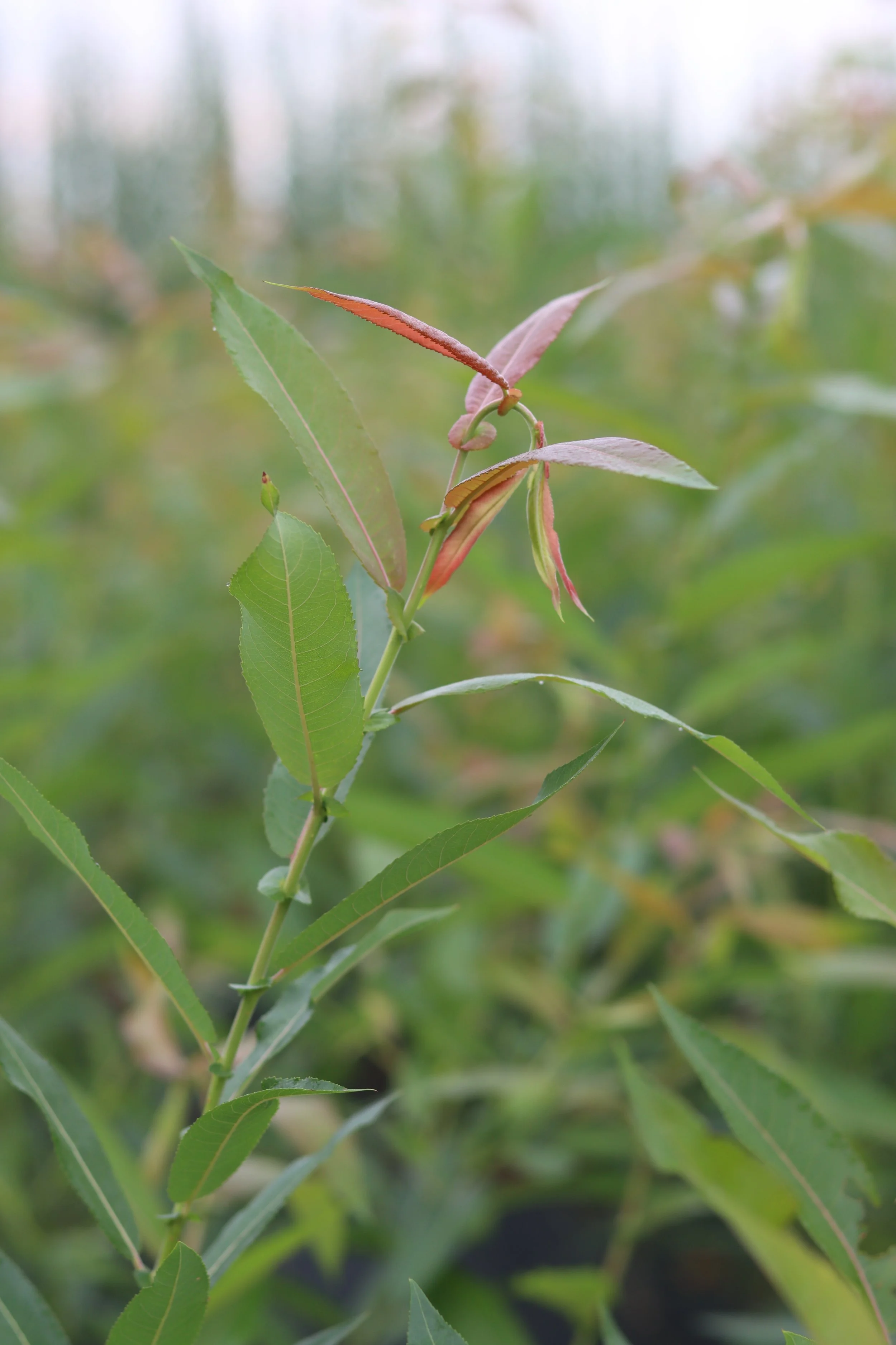 S. x 'Americana'