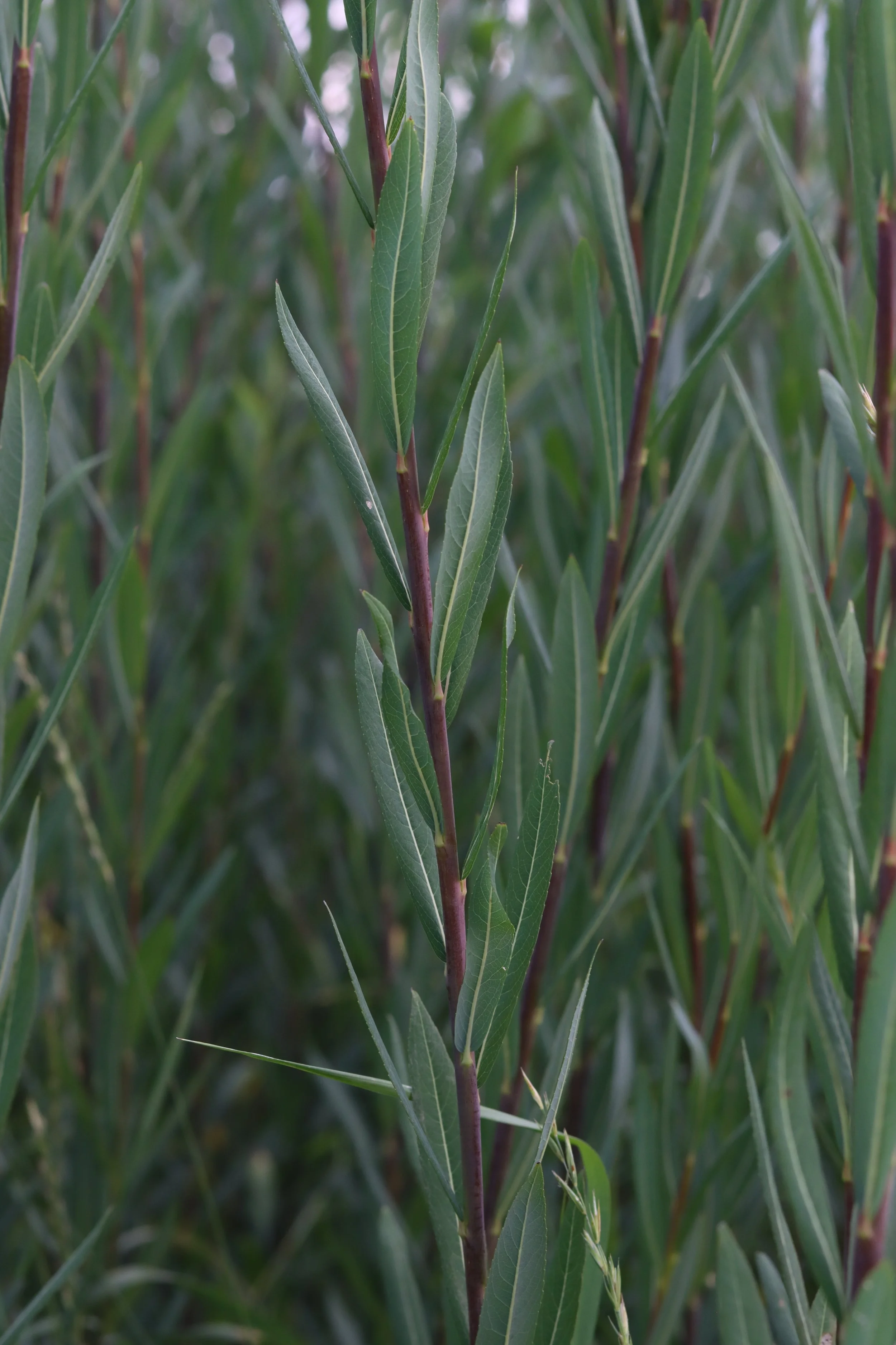Bleu (purpurea)