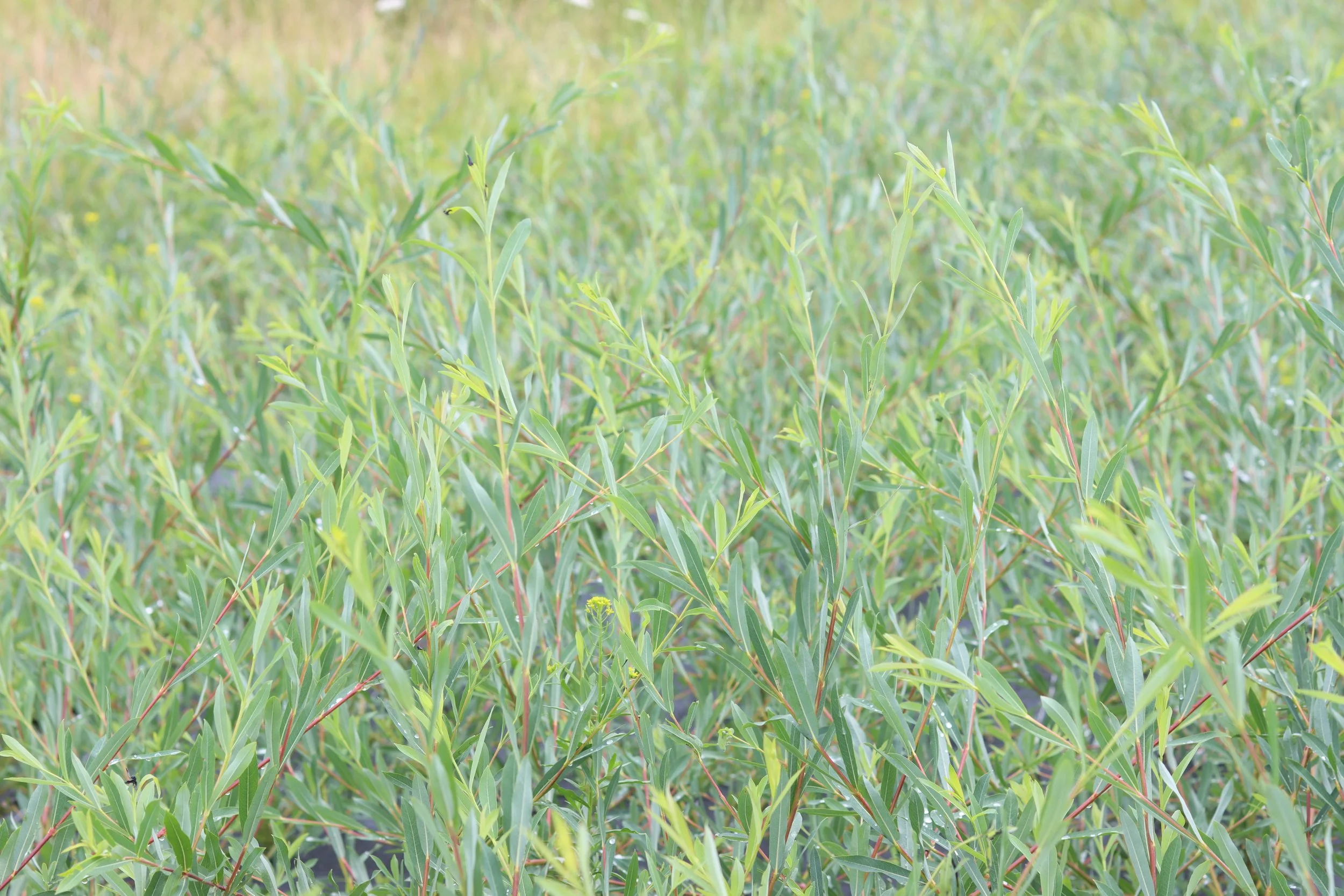 Streamco (purpurea)