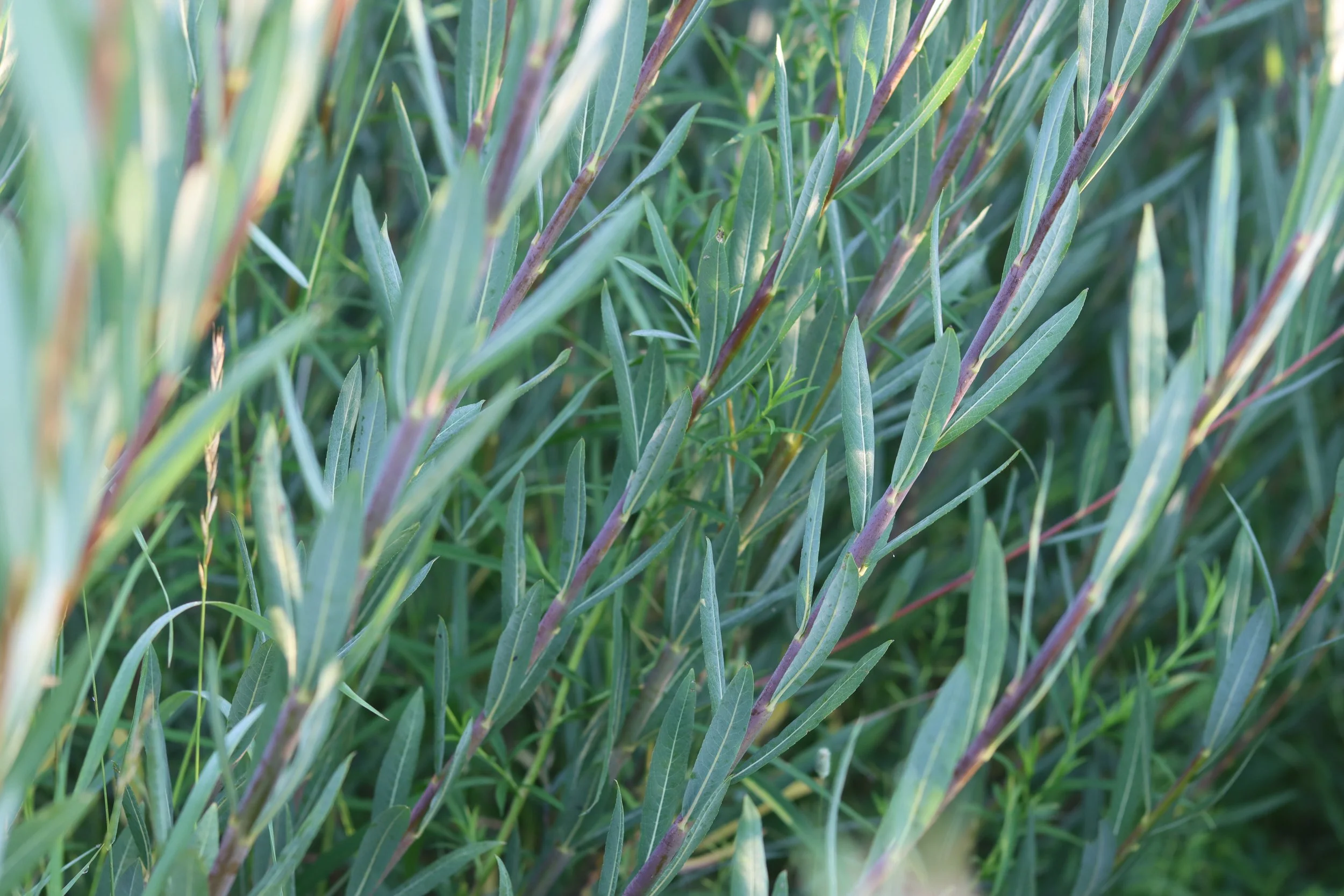 Francis Red (purpurea)