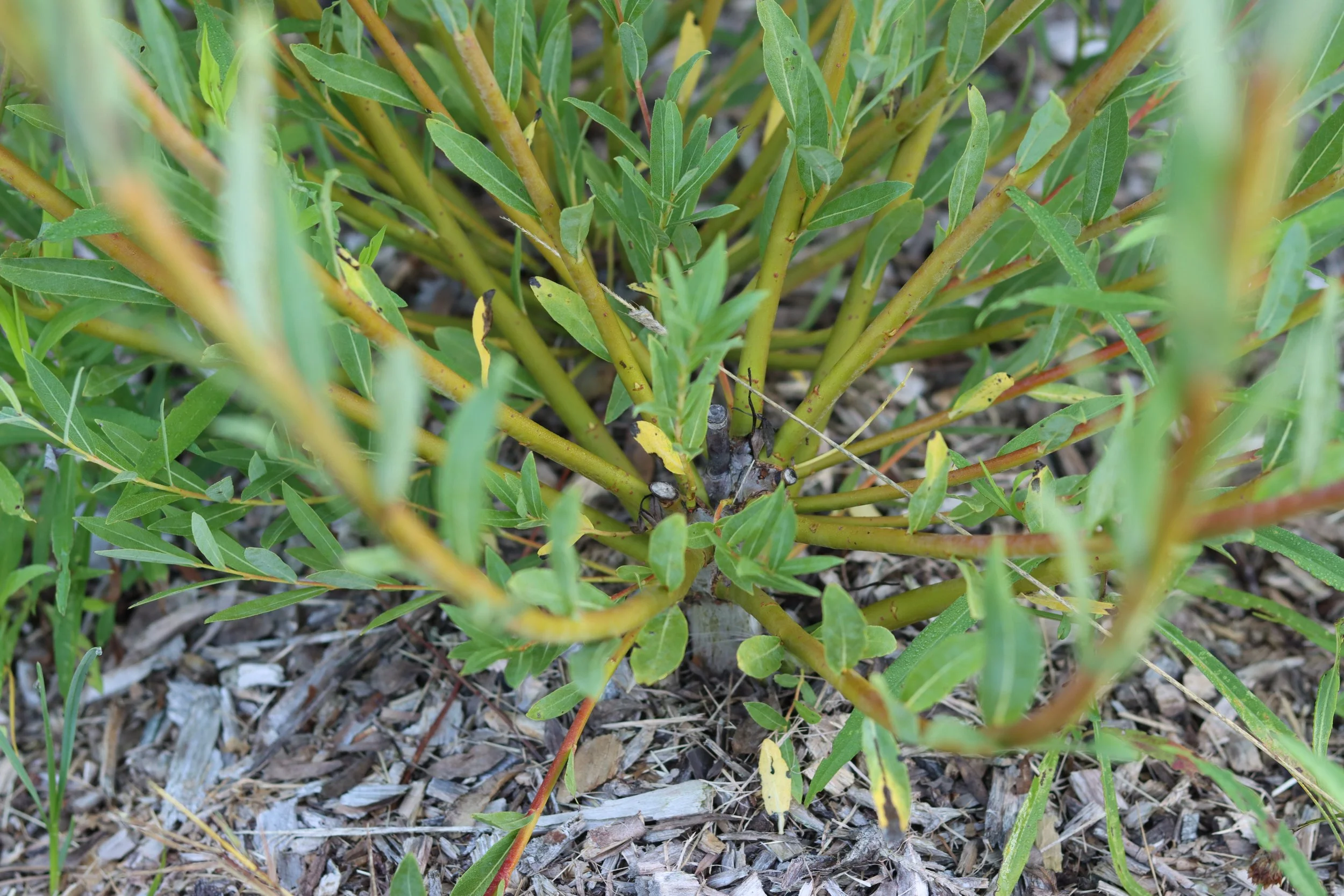 Packing Twine (purpurea)