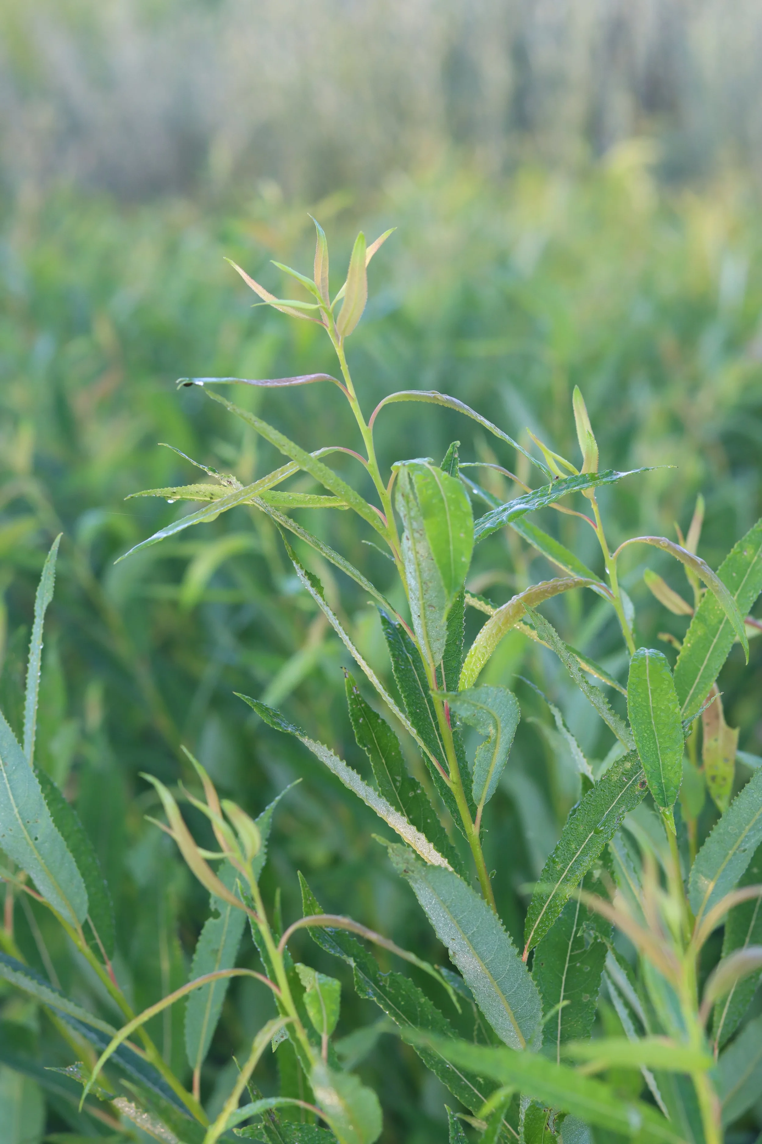 Hinesburg Green (Wild)