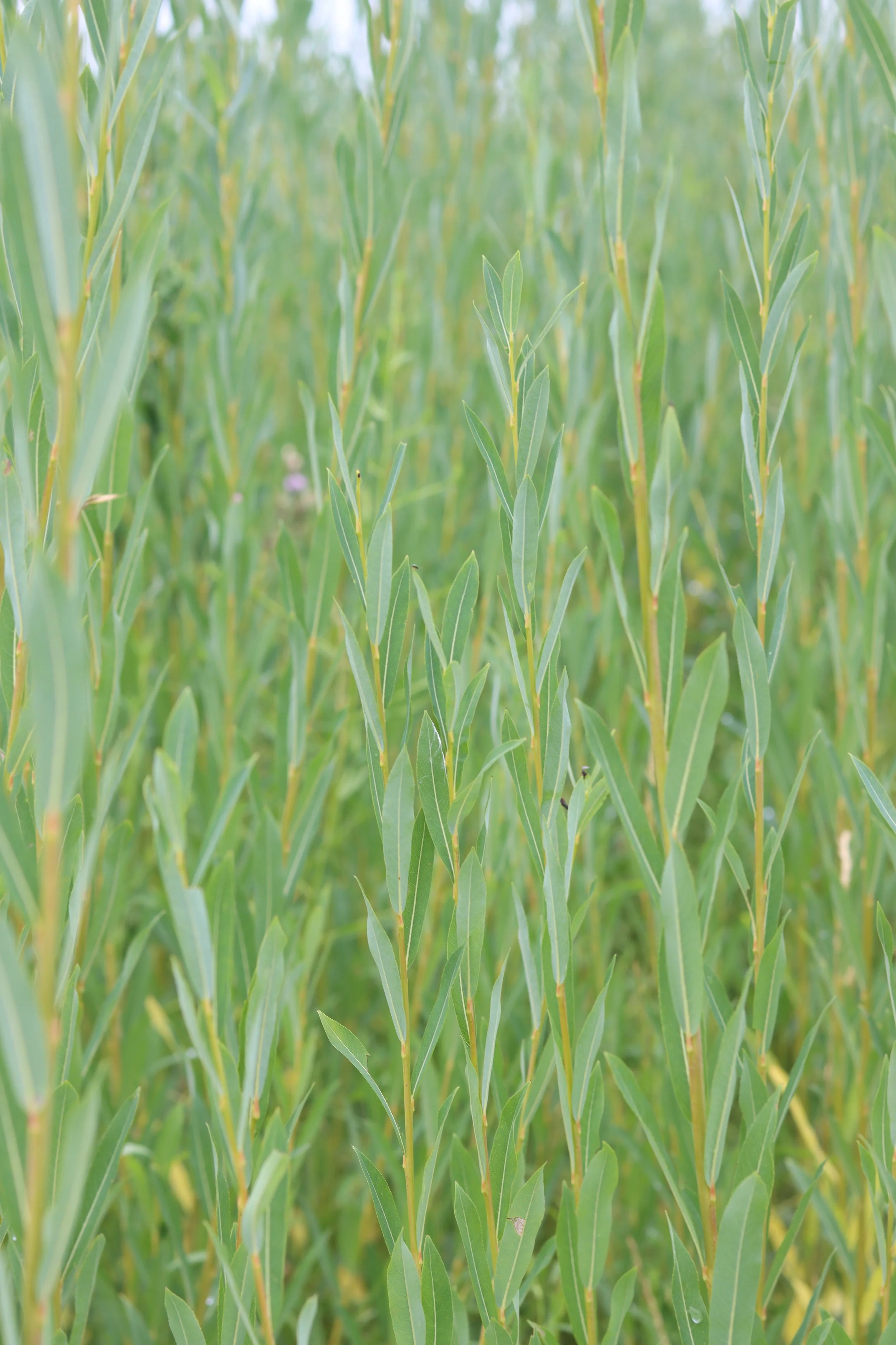 Americana (purpurea)