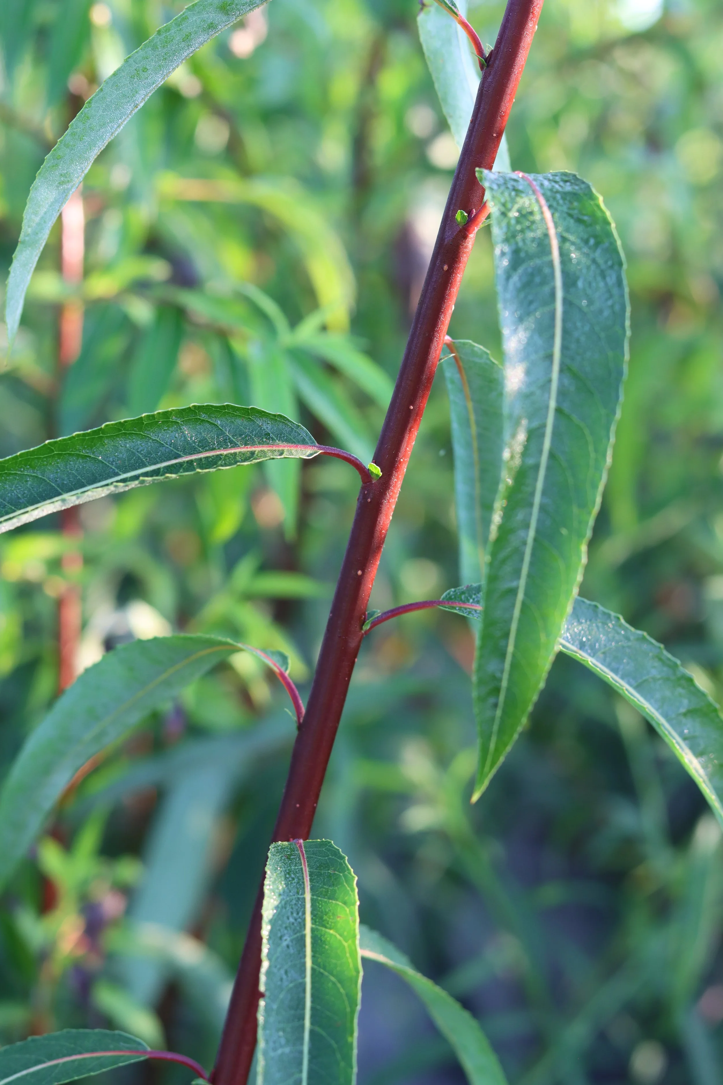 Acutifolia