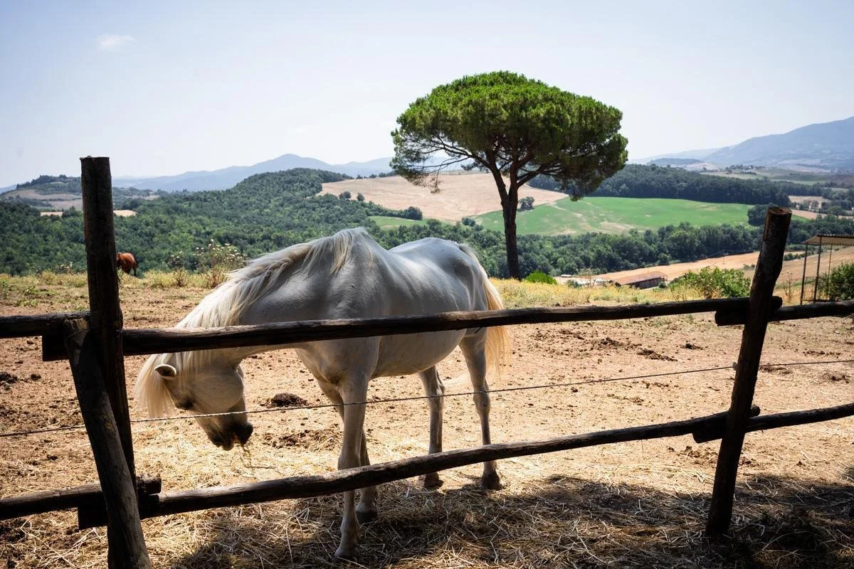 Tuscan Horse.jpg