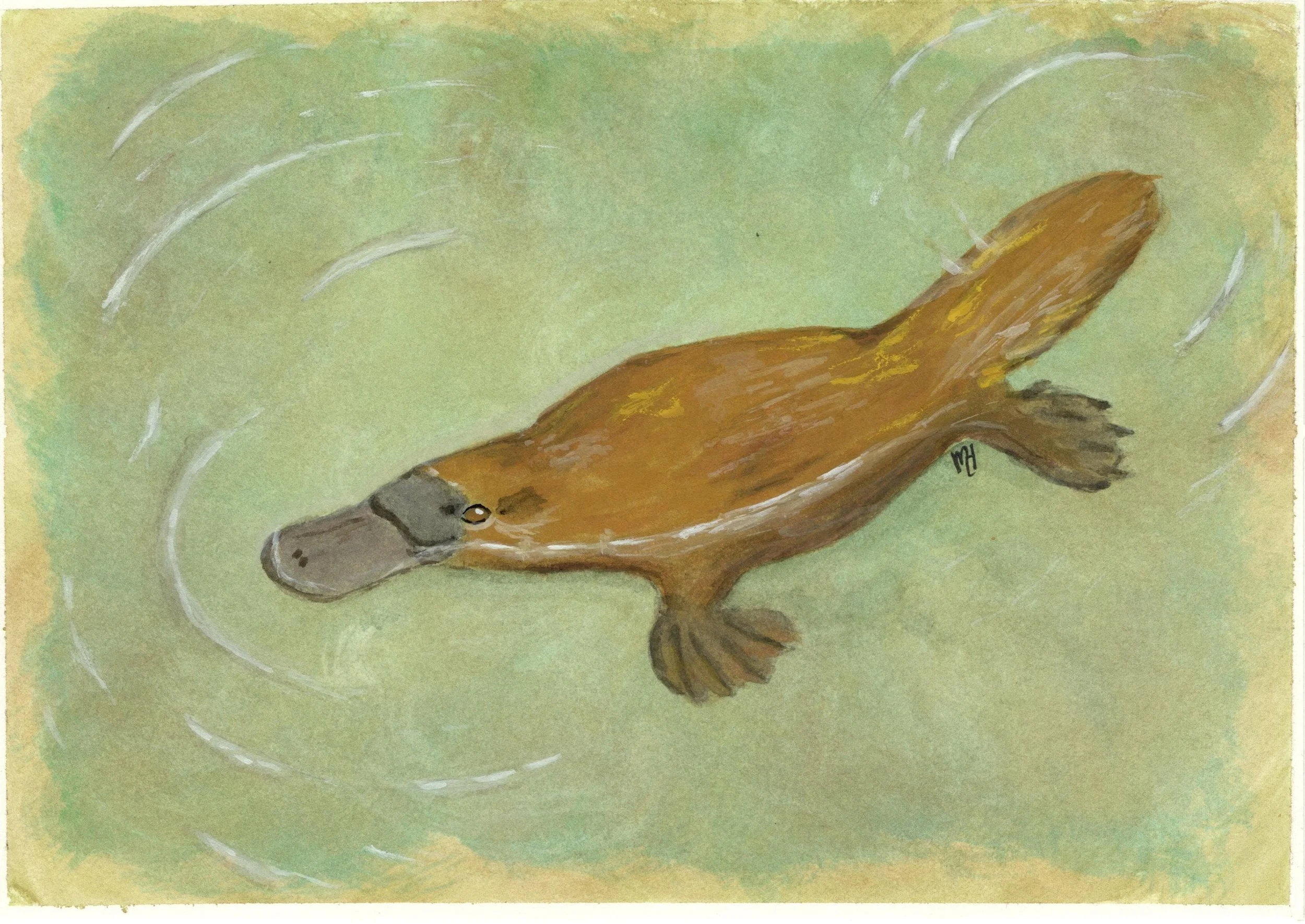 Swimming Platypus Art Print - Australian Wildlife Art