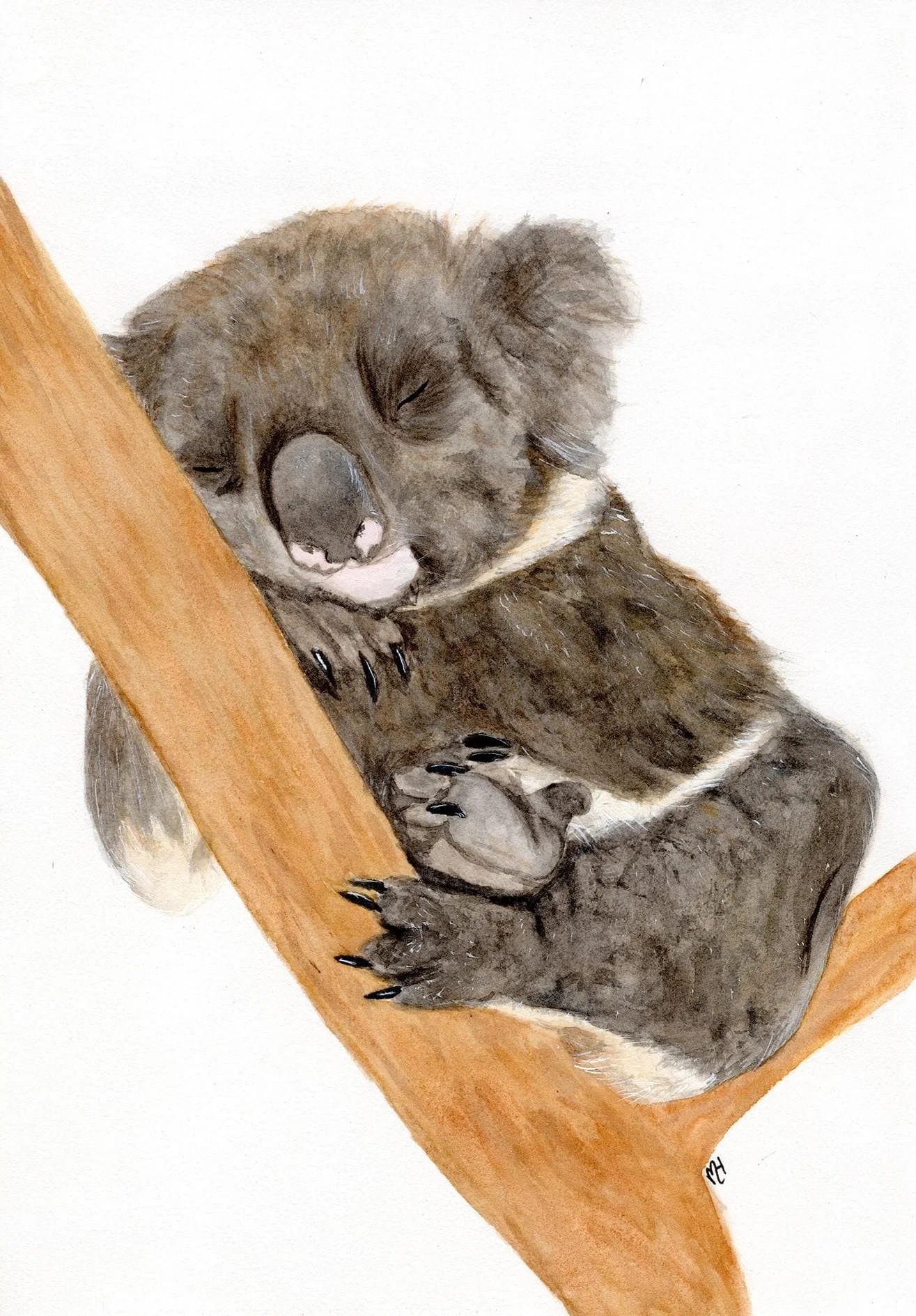 Sleeping Koala Art Print - Australian Wildlife Art