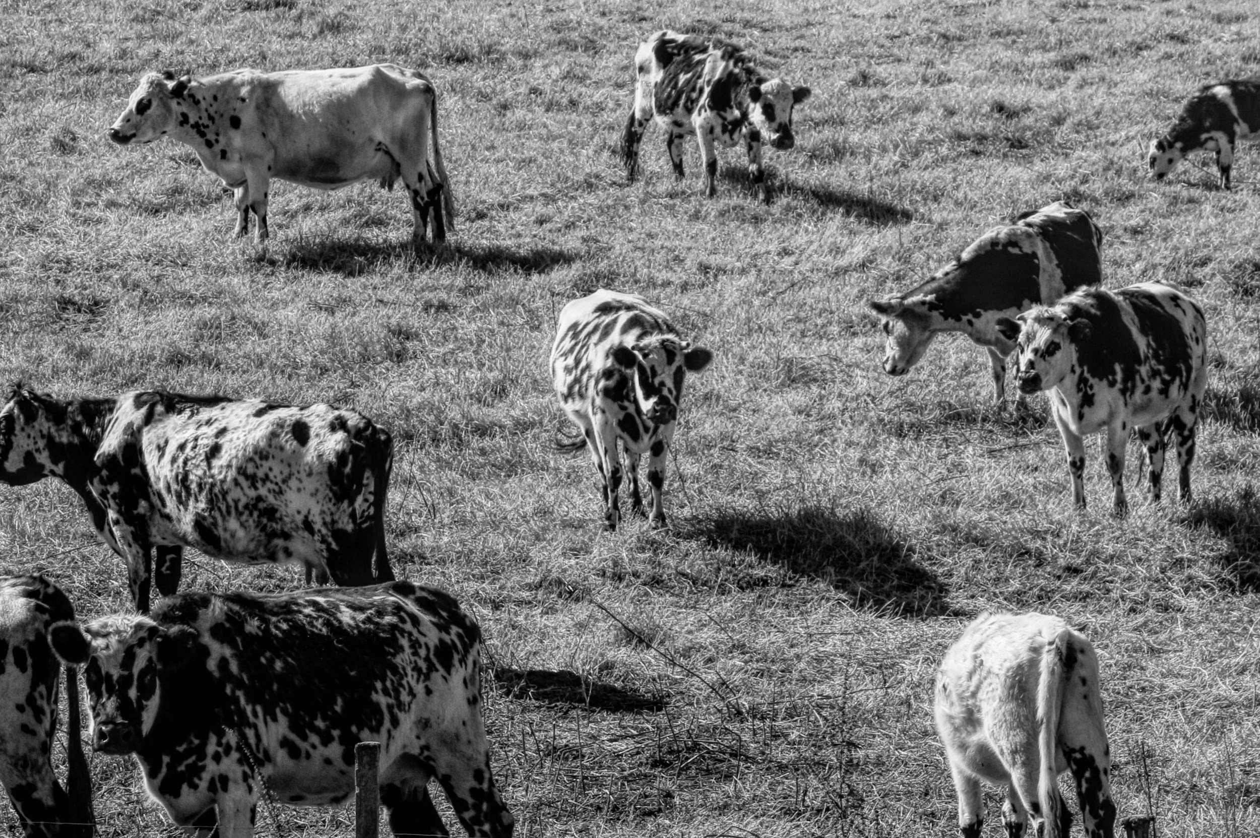 DNC : la procédure d’ATU est-elle adaptée à une politique sanitaire contraignante ?