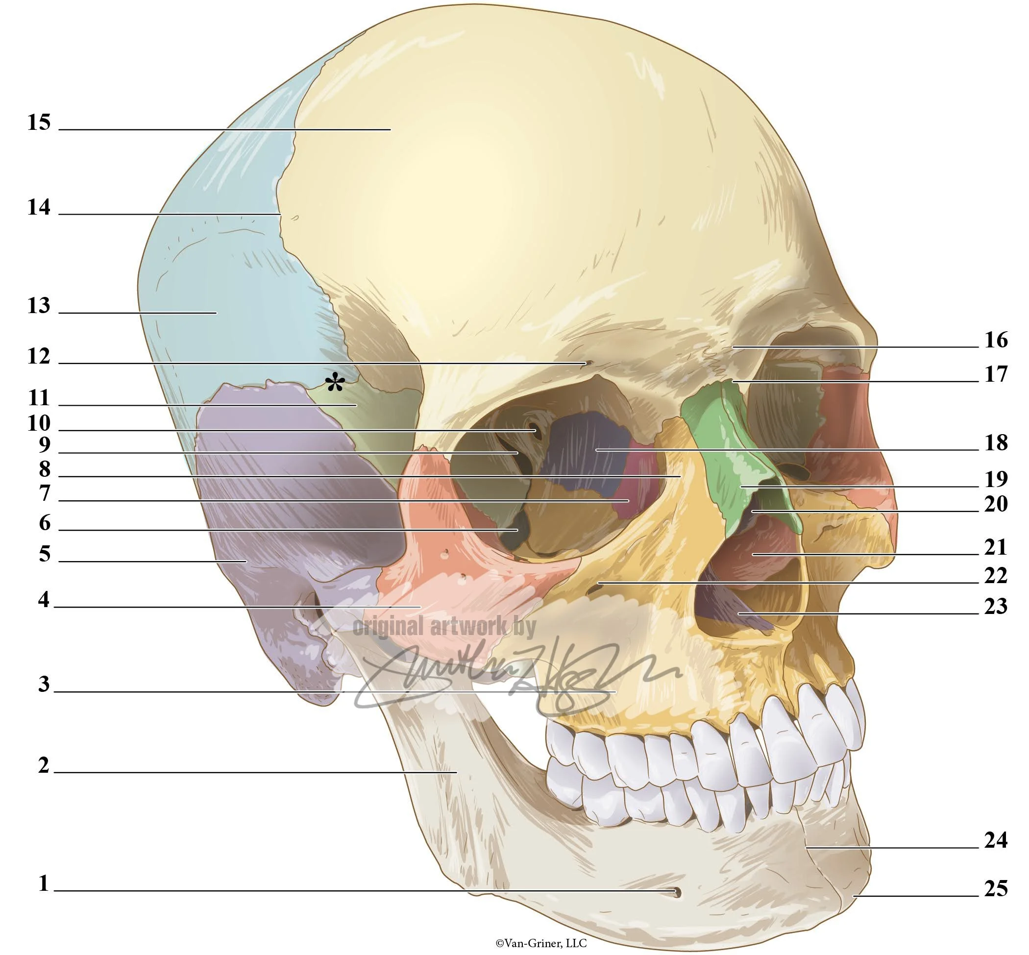 2-4 Skull anterolateral-01 copy.jpg