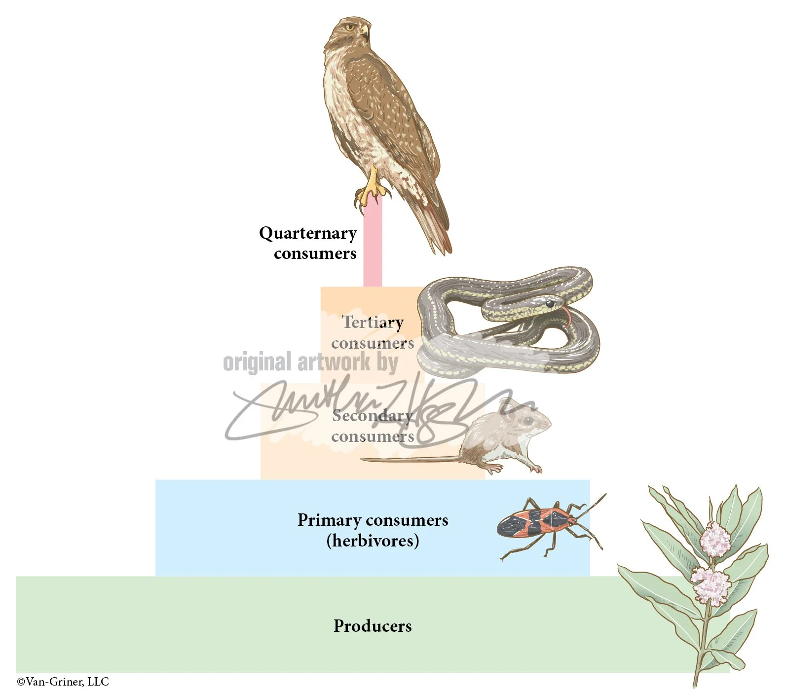 14-1 Trophic levels copy.jpg