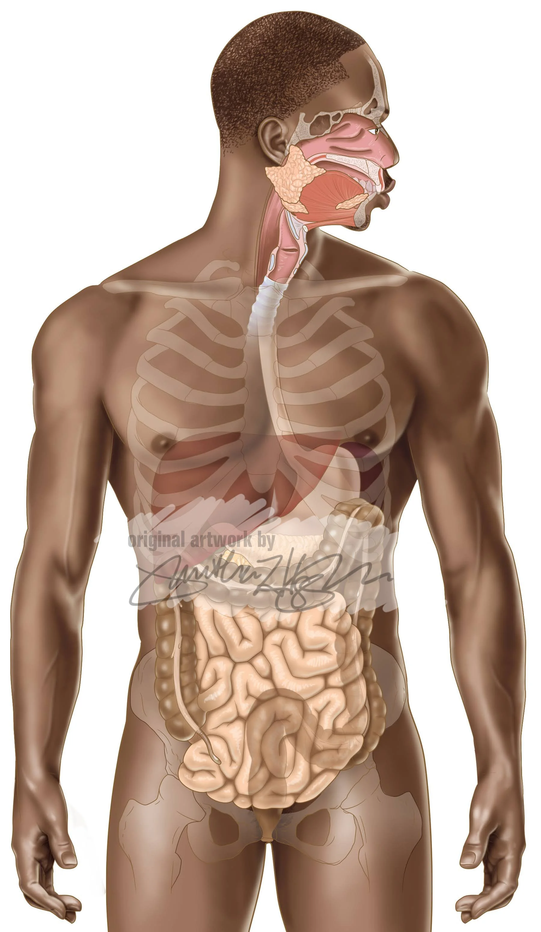 19-a Digestive system copy.jpg