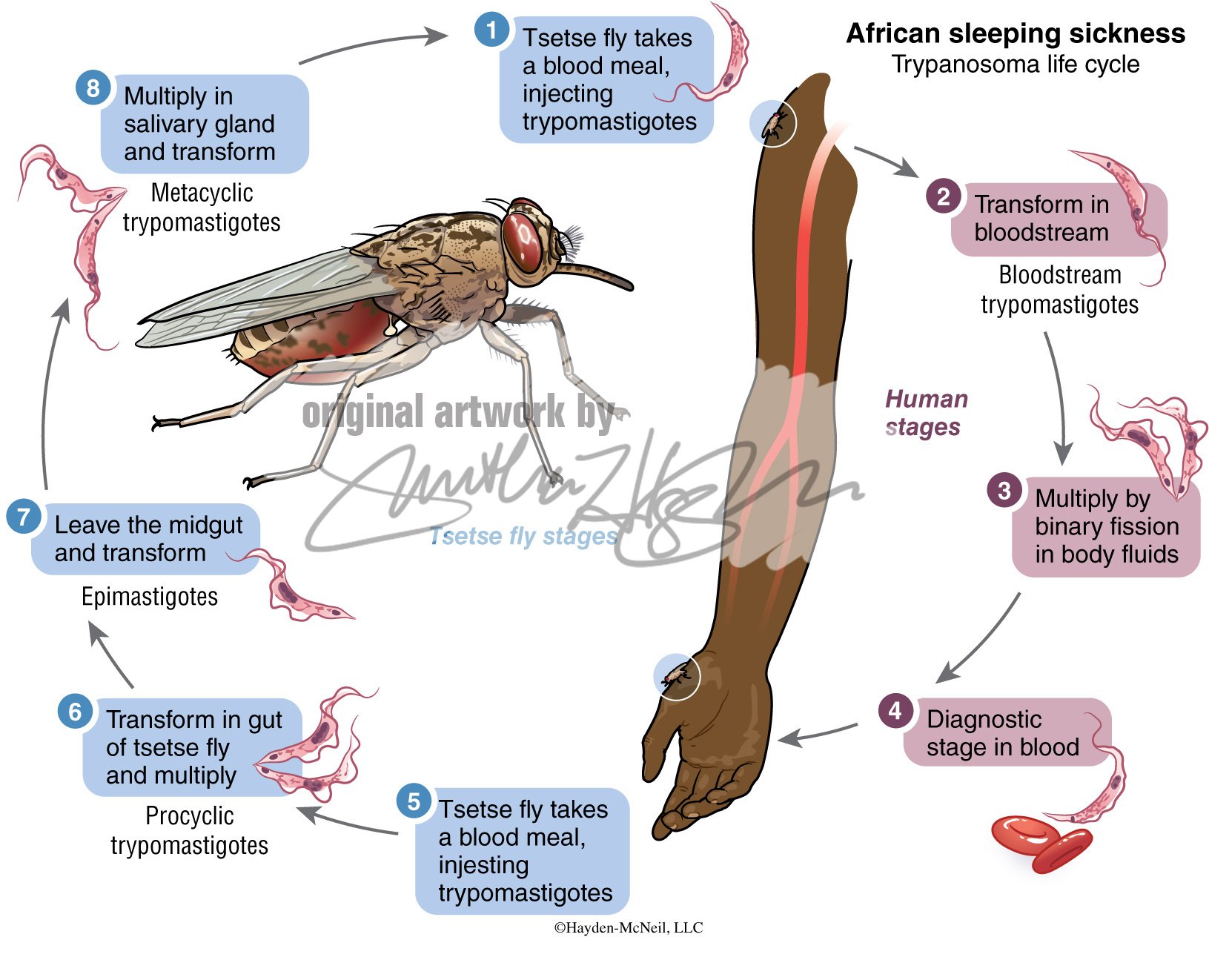 11285C Trypanosoma life cycle copy.jpg