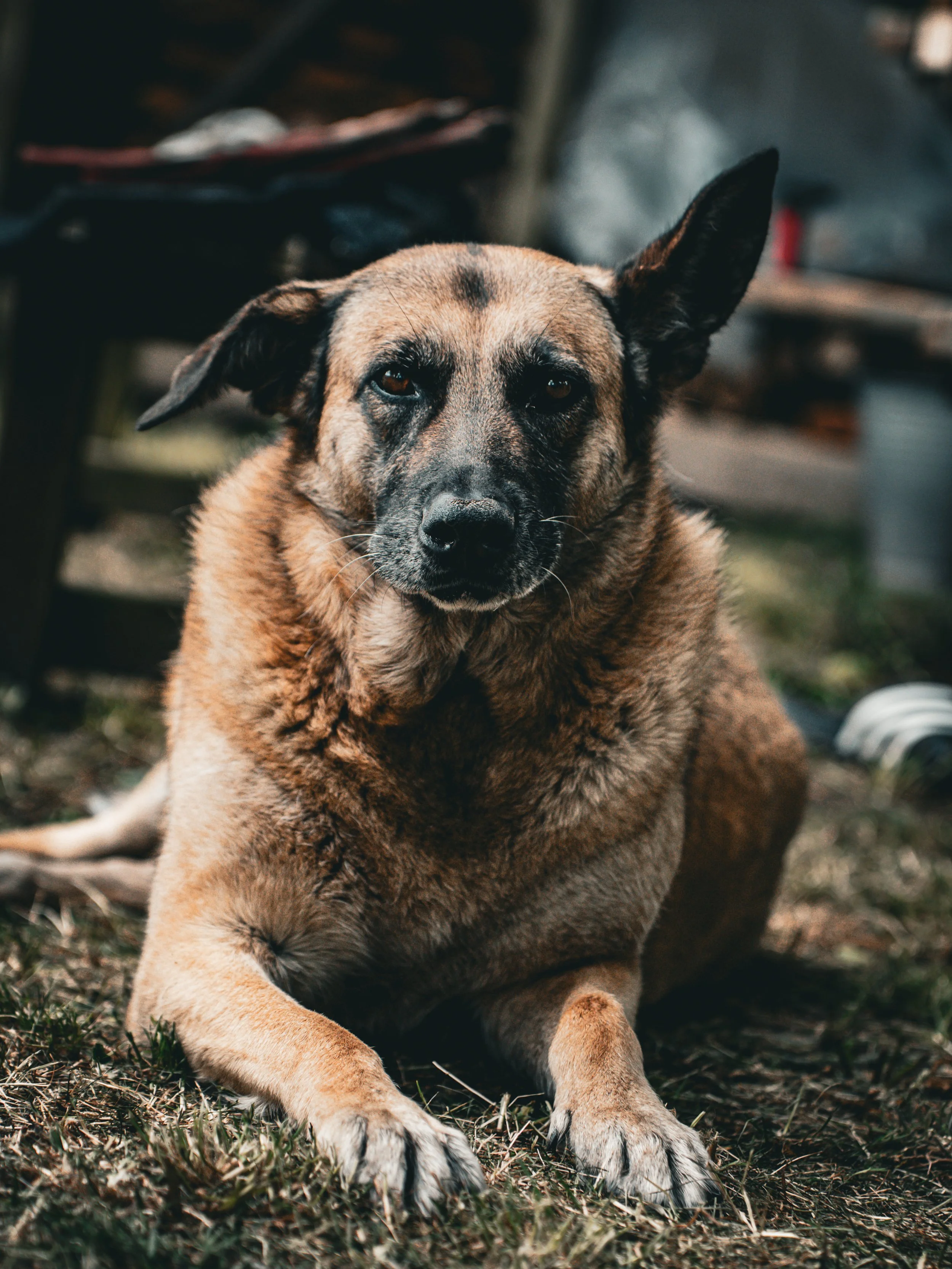 een bruine hond met een zwart masker, liggend op de grond, in een tuin of buitenruimte.