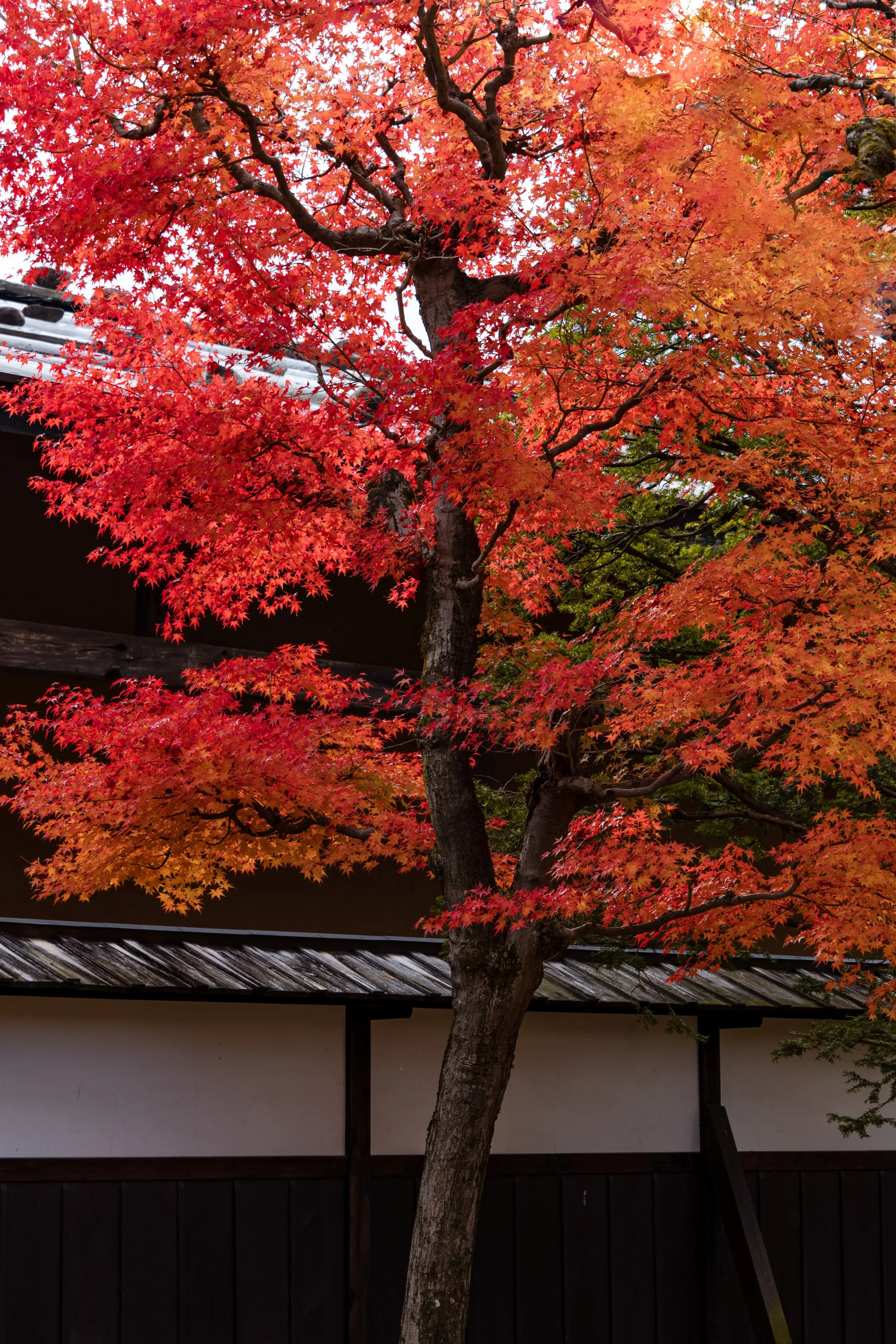 20241120-L1180989-HDR.JPG