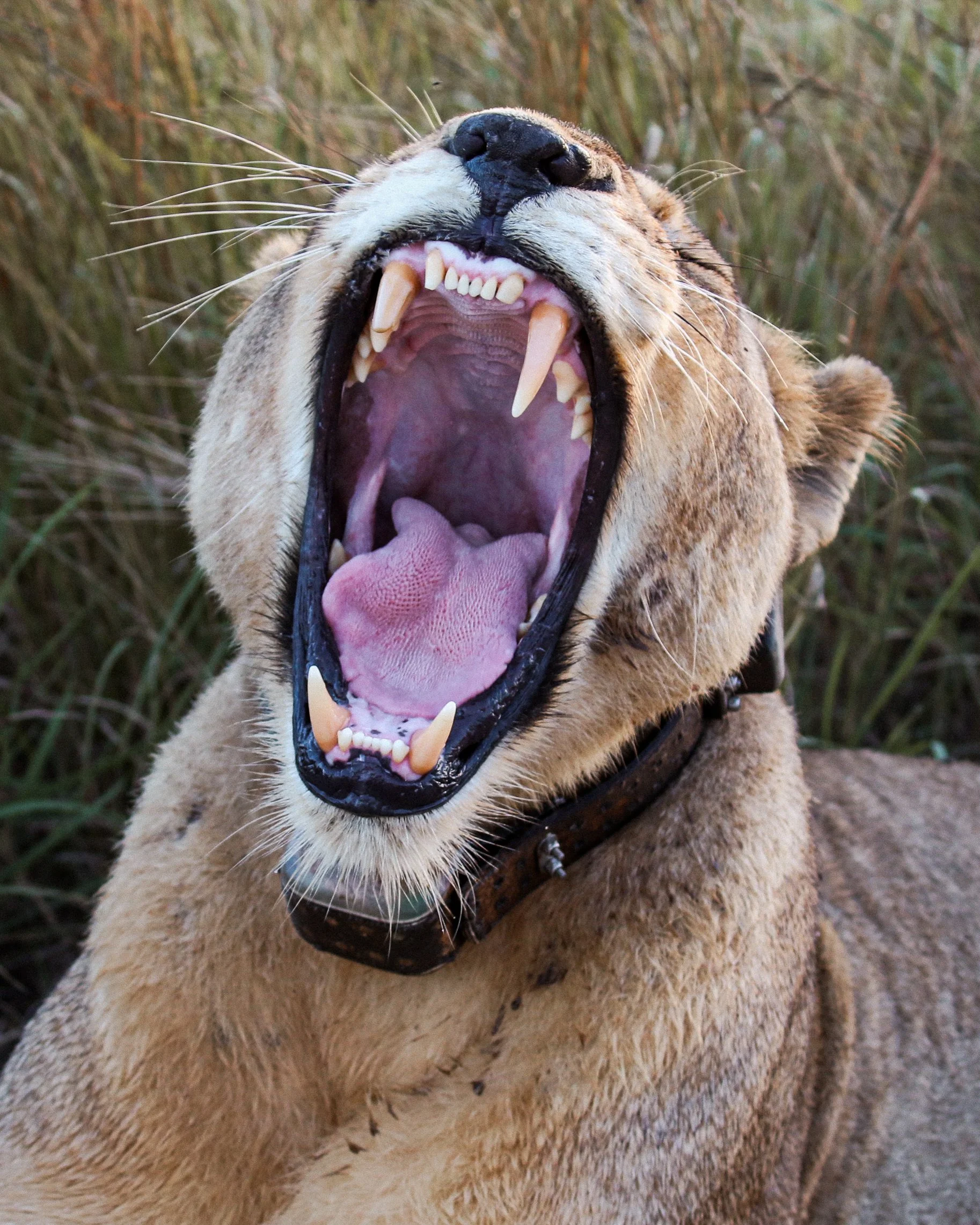 Lion in Kruger National Park captured during safari filming in South Africa