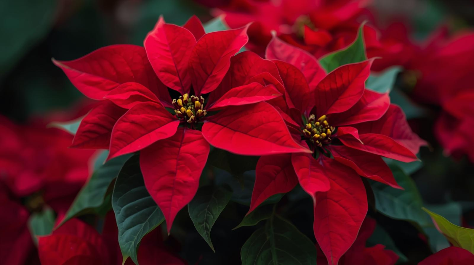 Stella alpina e gatti: un pericolo da non sottovalutare