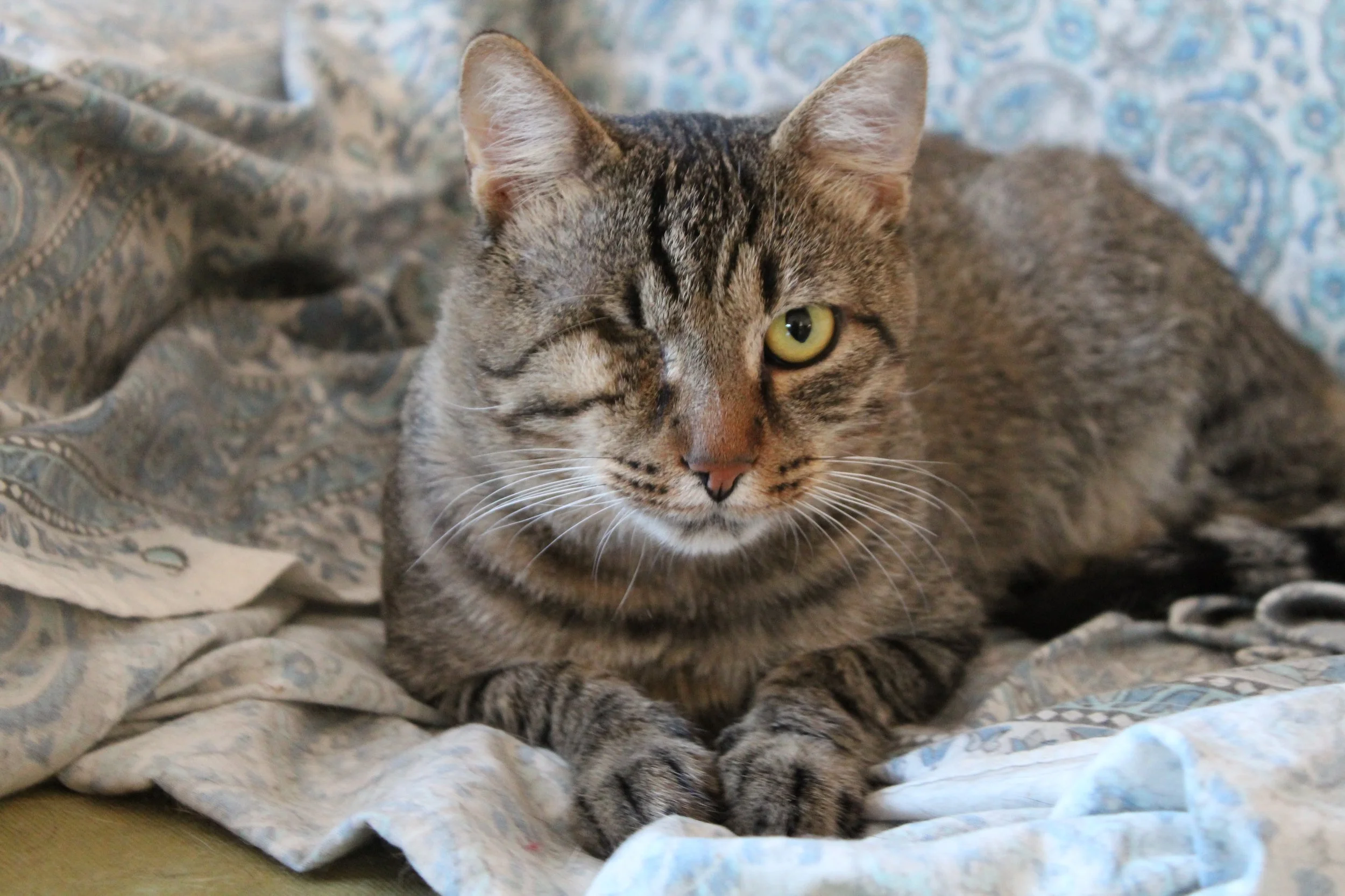 FeLV, FIV e FIP: tre nemici silenziosi nella vita dei gatti