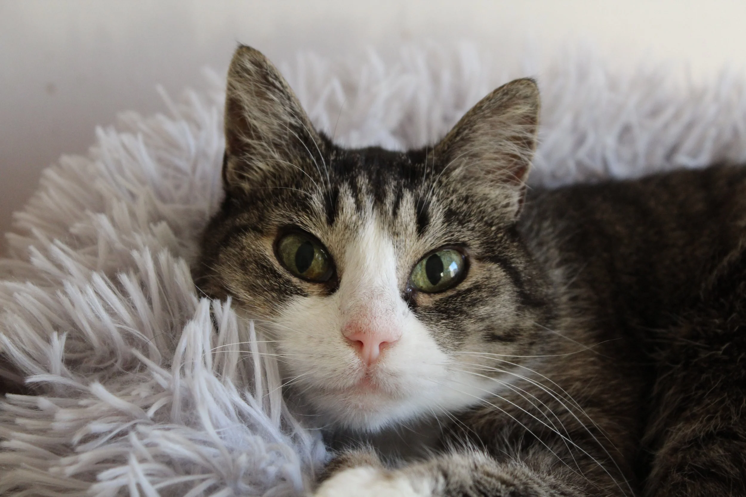 Invecchiamento felino: come prendersi cura del gatto senior