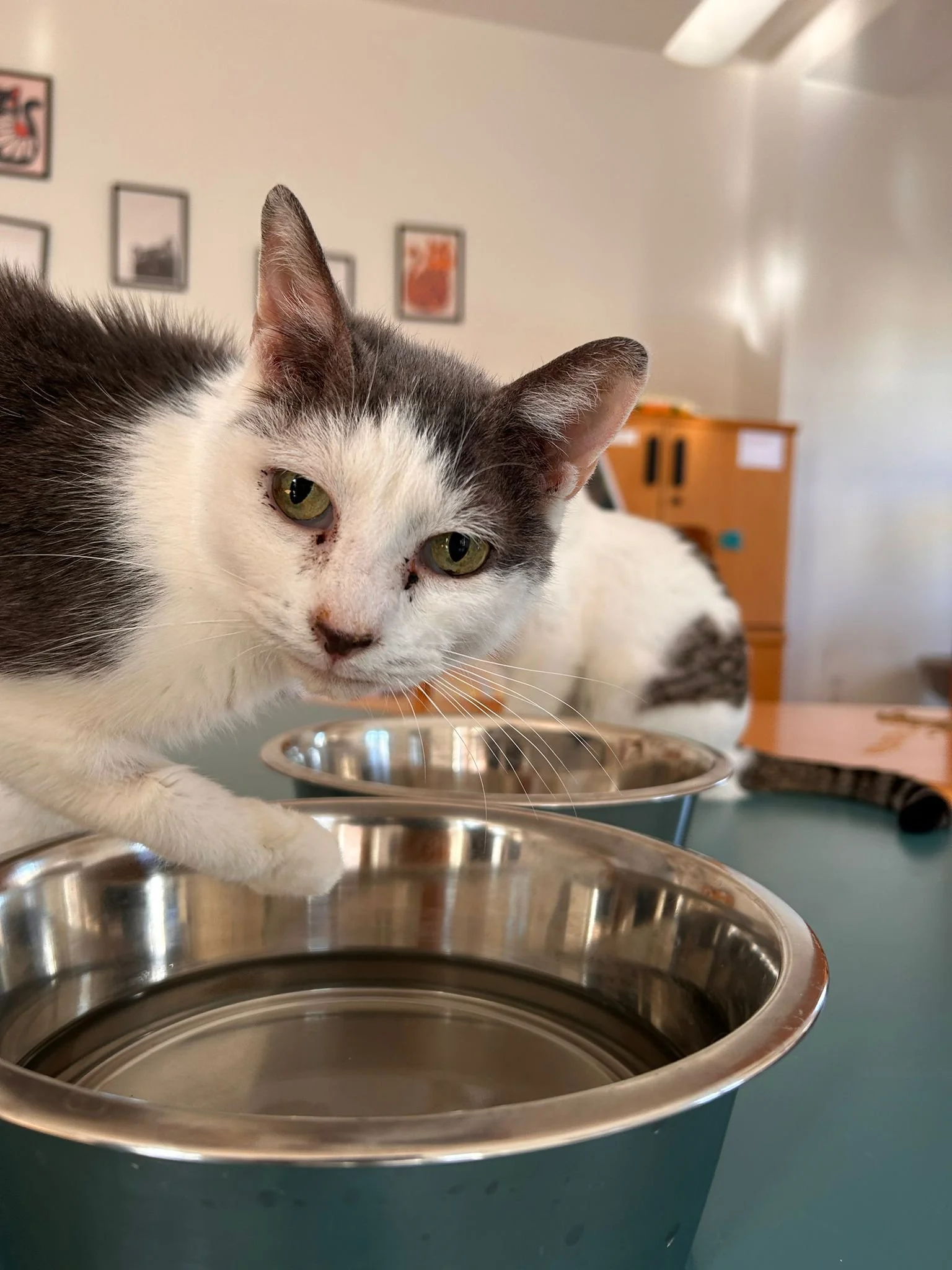 Guida completa alla lettiera del gatto (tipi, errori da evitare e pulizia perfetta)