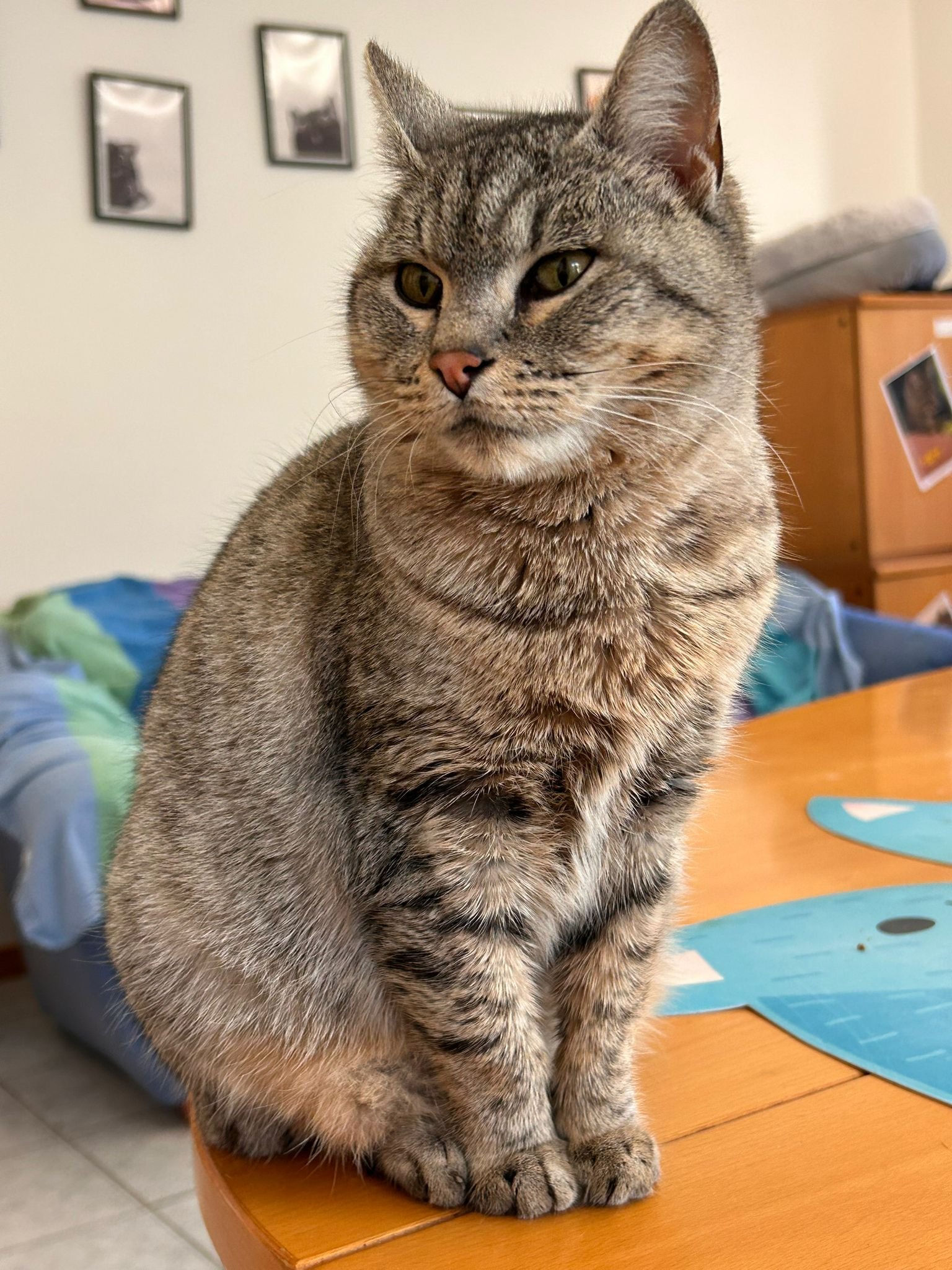 Gatto grigio con strisce marroni seduto su un tavolo di legno, in un ambiente domestico con cornici nere alle pareti e un mobile in legno scuro.