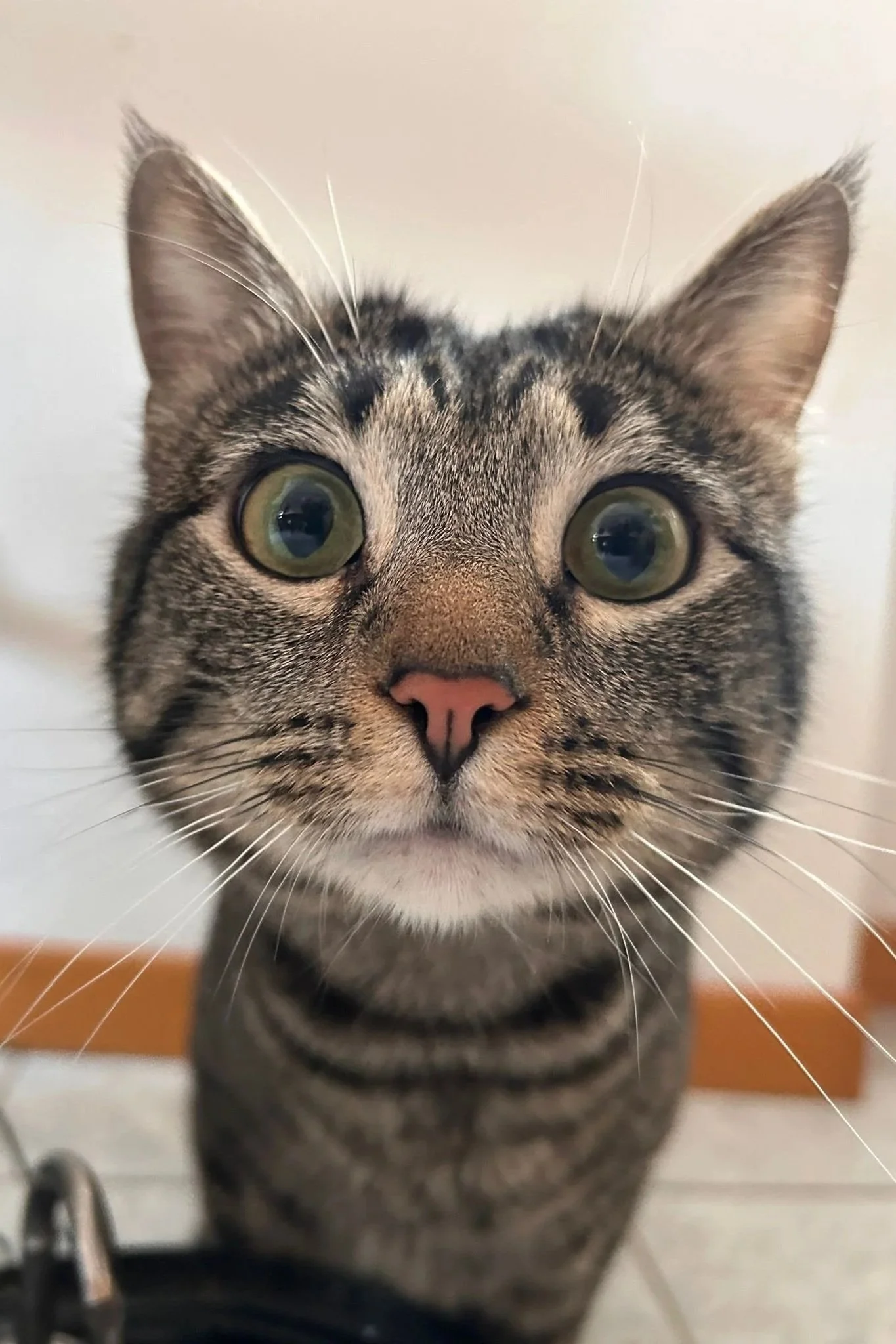 Gatto tigrato con grandi occhi verdi, zoom sulla faccia