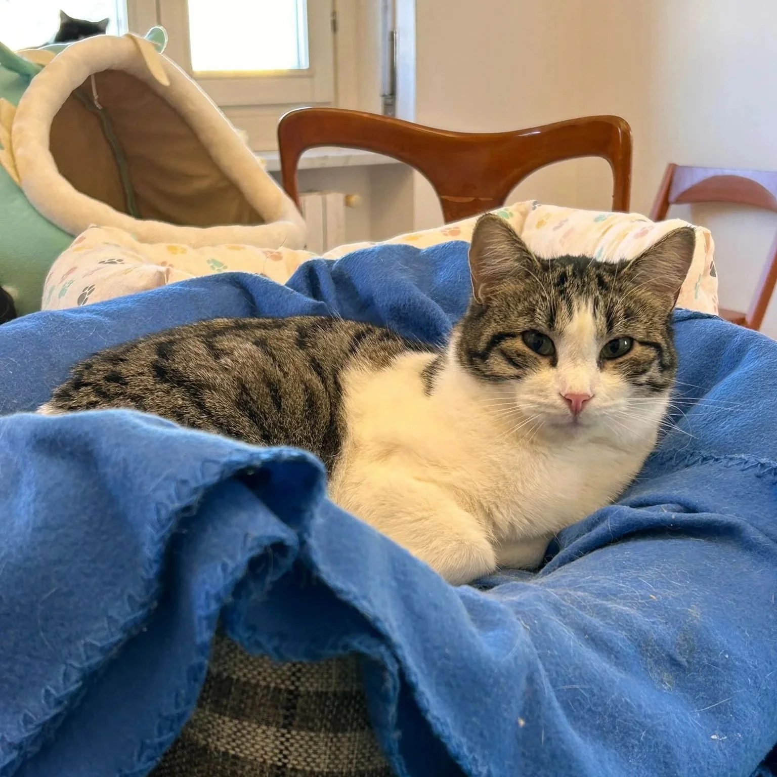 Gatto seduto su una coperta blu, con uno sguardo diretto verso la fotocamera, in un ambiente domestico.