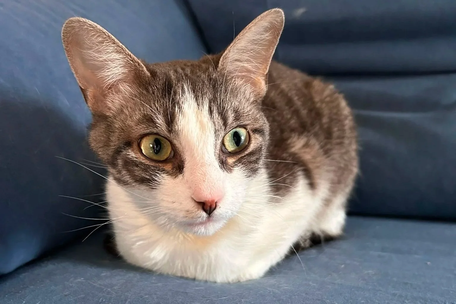 Gatto grigio e bianco con occhi verde chiaro, sdraiato su un divano blu.