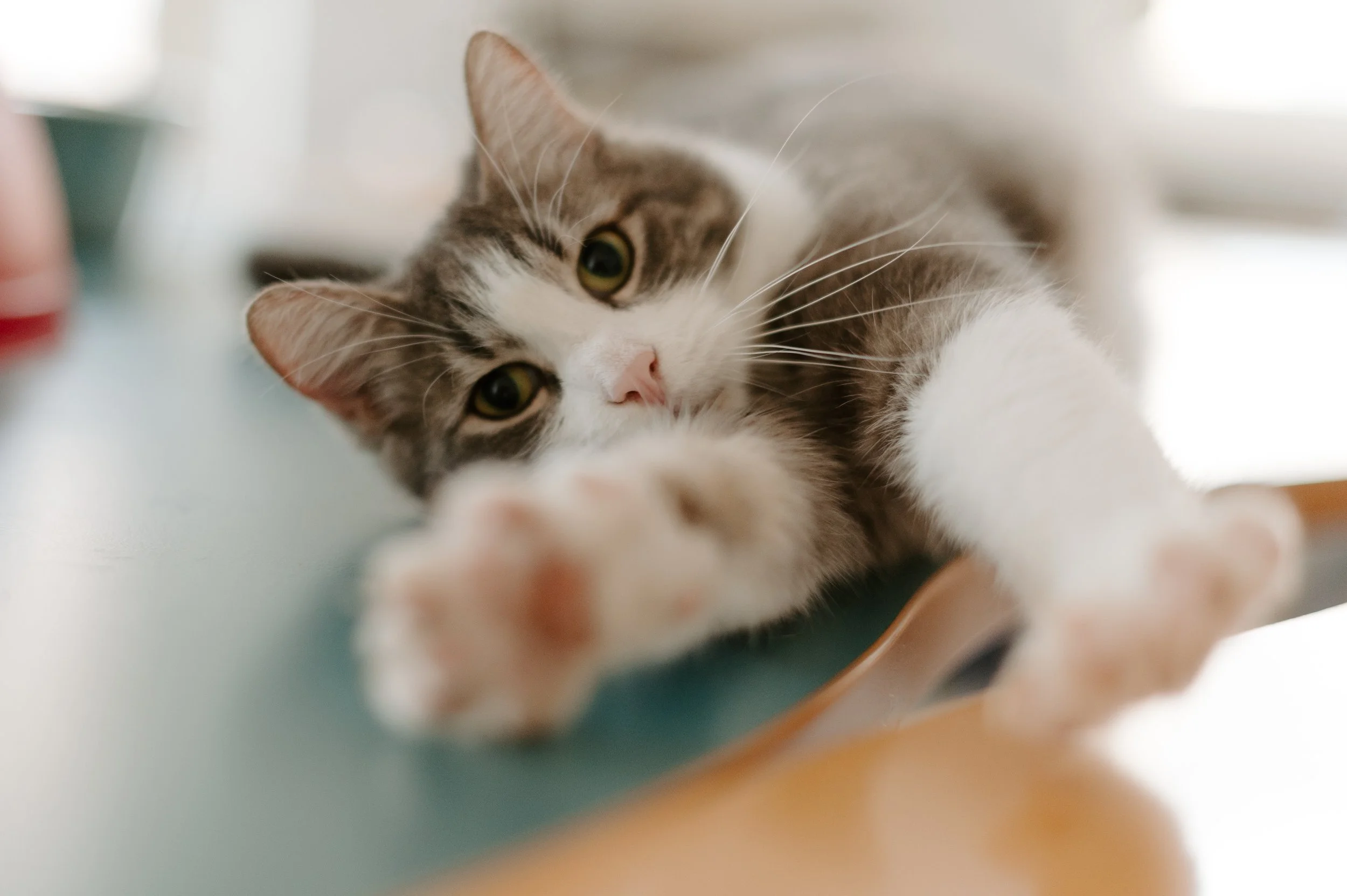 Gatto grigio e bianco sdraiato su una superficie, con una zampa estesa verso la fotocamera.