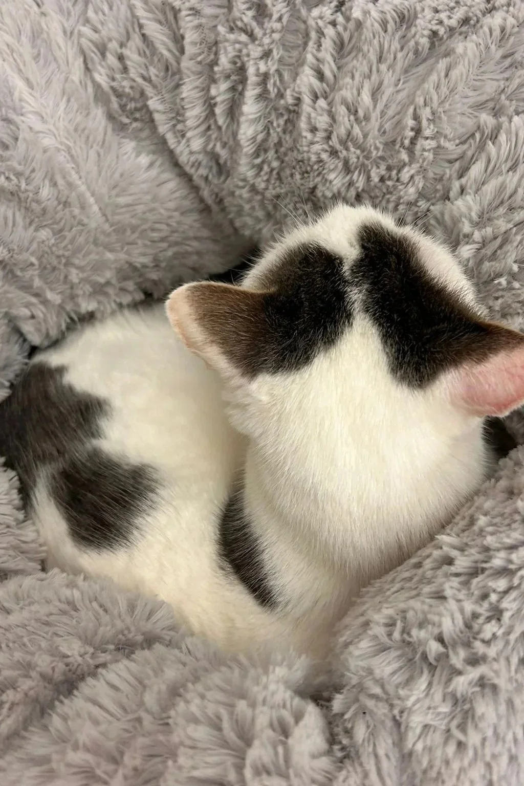 Gatto bianco con macchie nere che riposa su una coperta grigia