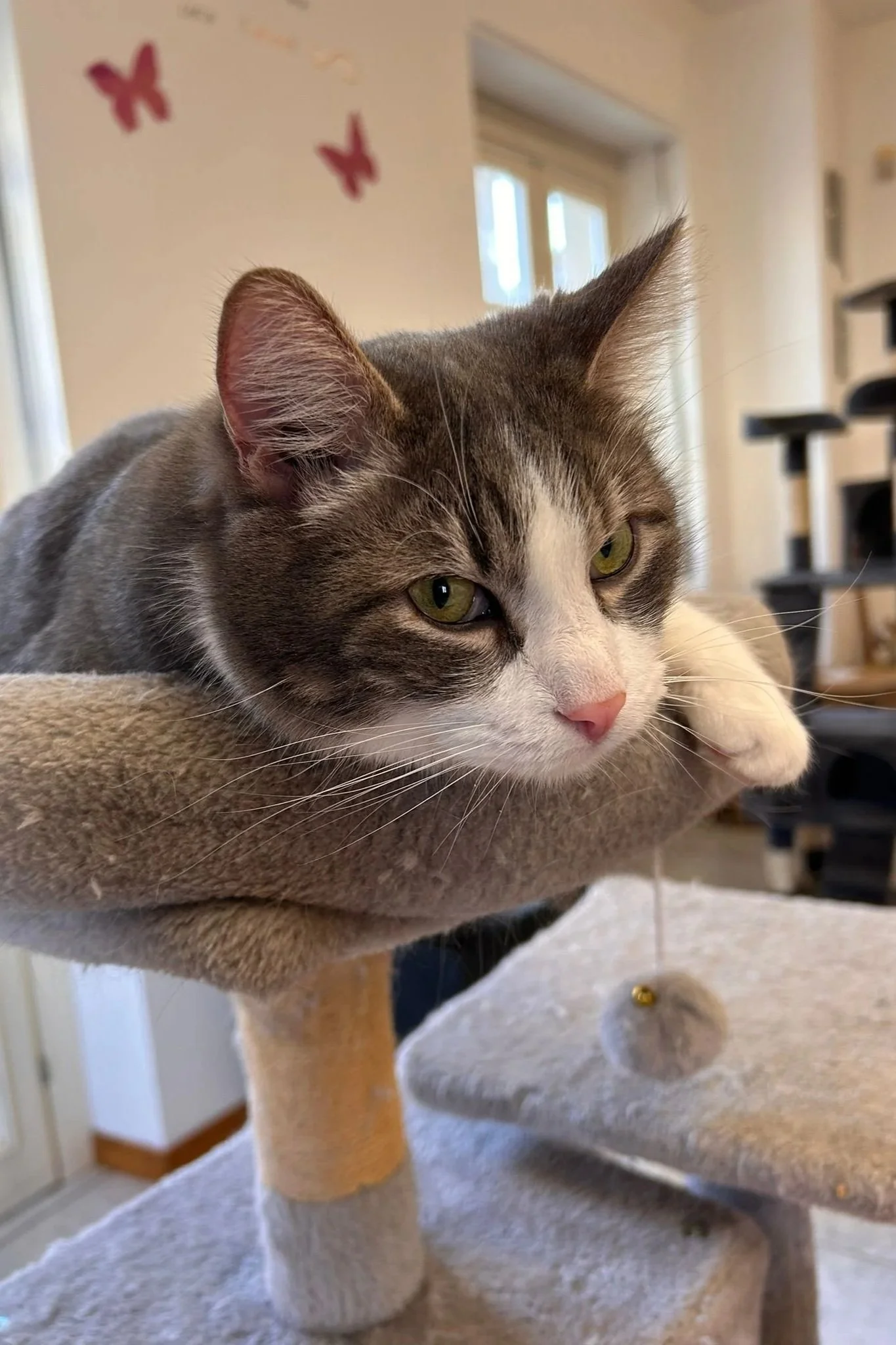 Gatto grigio e bianco sdraiato su una piattaforma di un albero per gatti in una casa, con pareti decorate con farfalle rosa sullo sfondo.