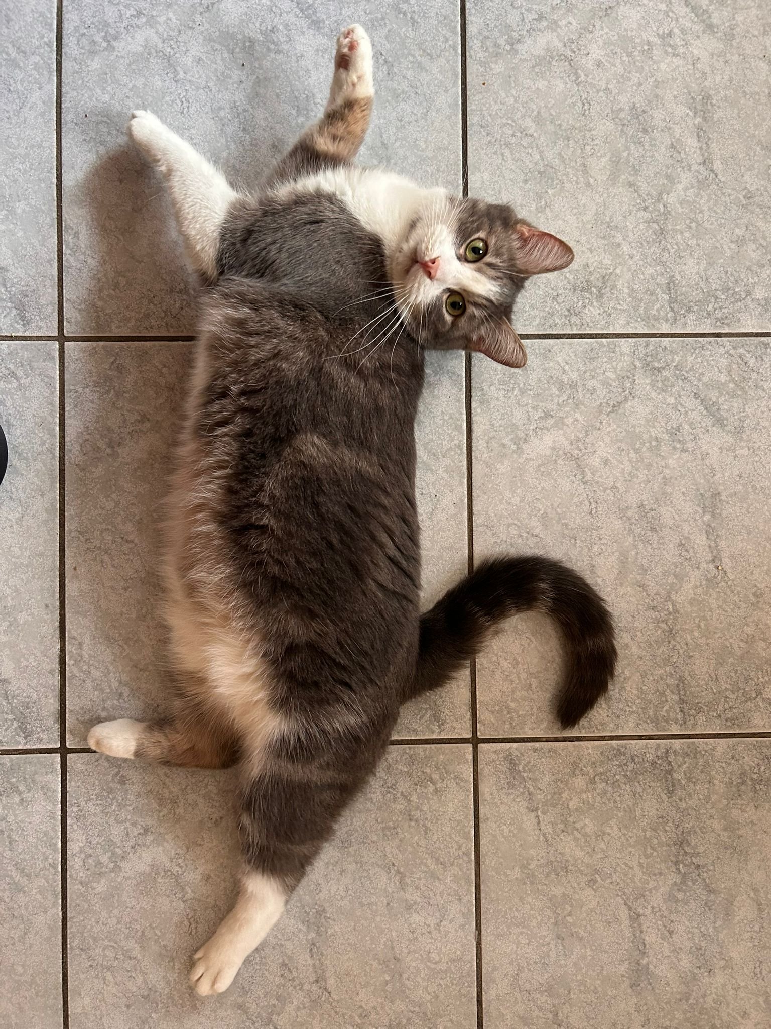 Gatto grigio e bianco disteso sul pavimento in ceramica, guardando verso l'alto.